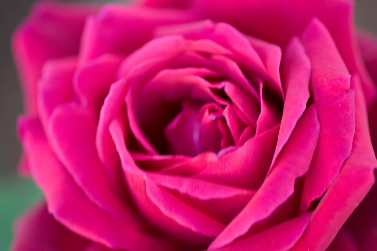 Purple Rose (Rosa 'Purple') — and powdery mildew will help maintain its health and vibrancy; classified botanically as Rosa 'Angel Face'