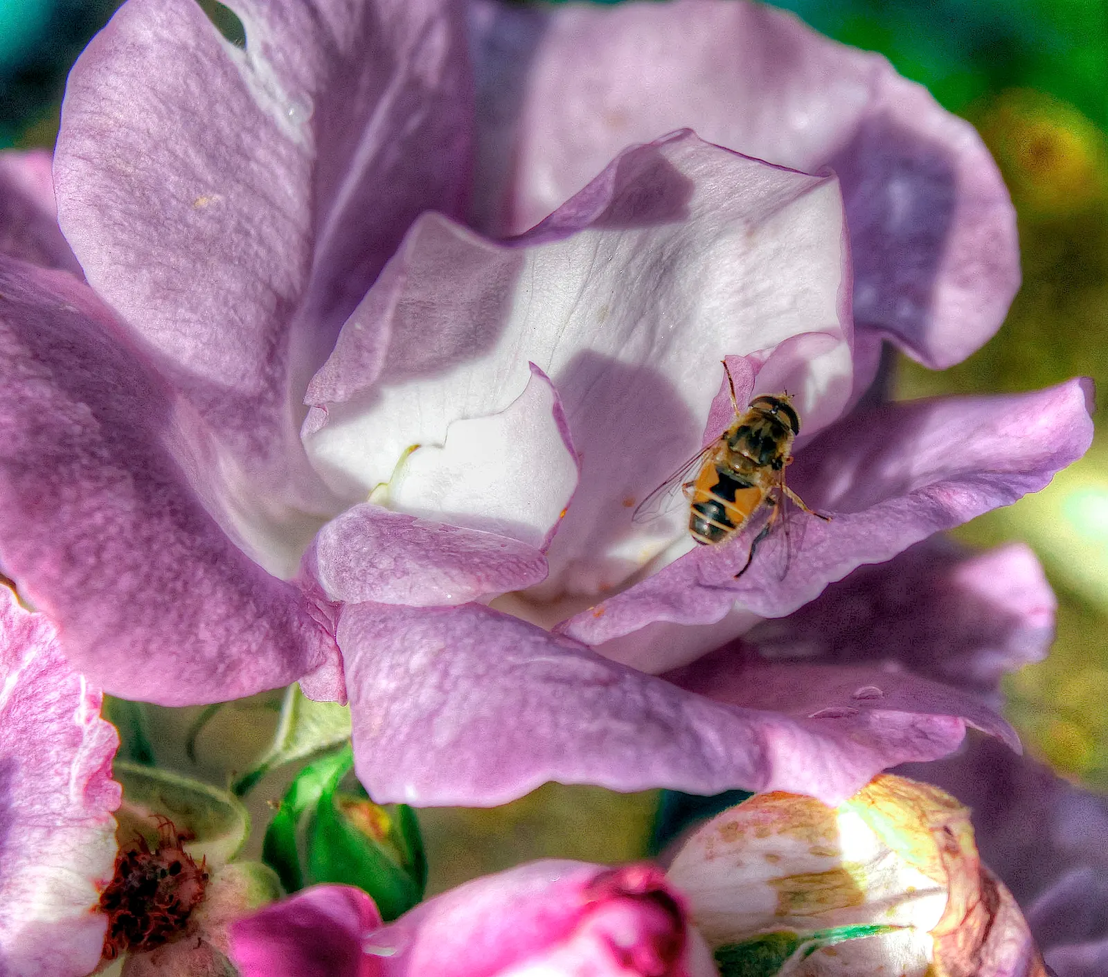 Purple Rose (Rosa 'Purple') — This compact shrub typically reaches 3-4 feet in height and width, thriving in USDA zones 5-9