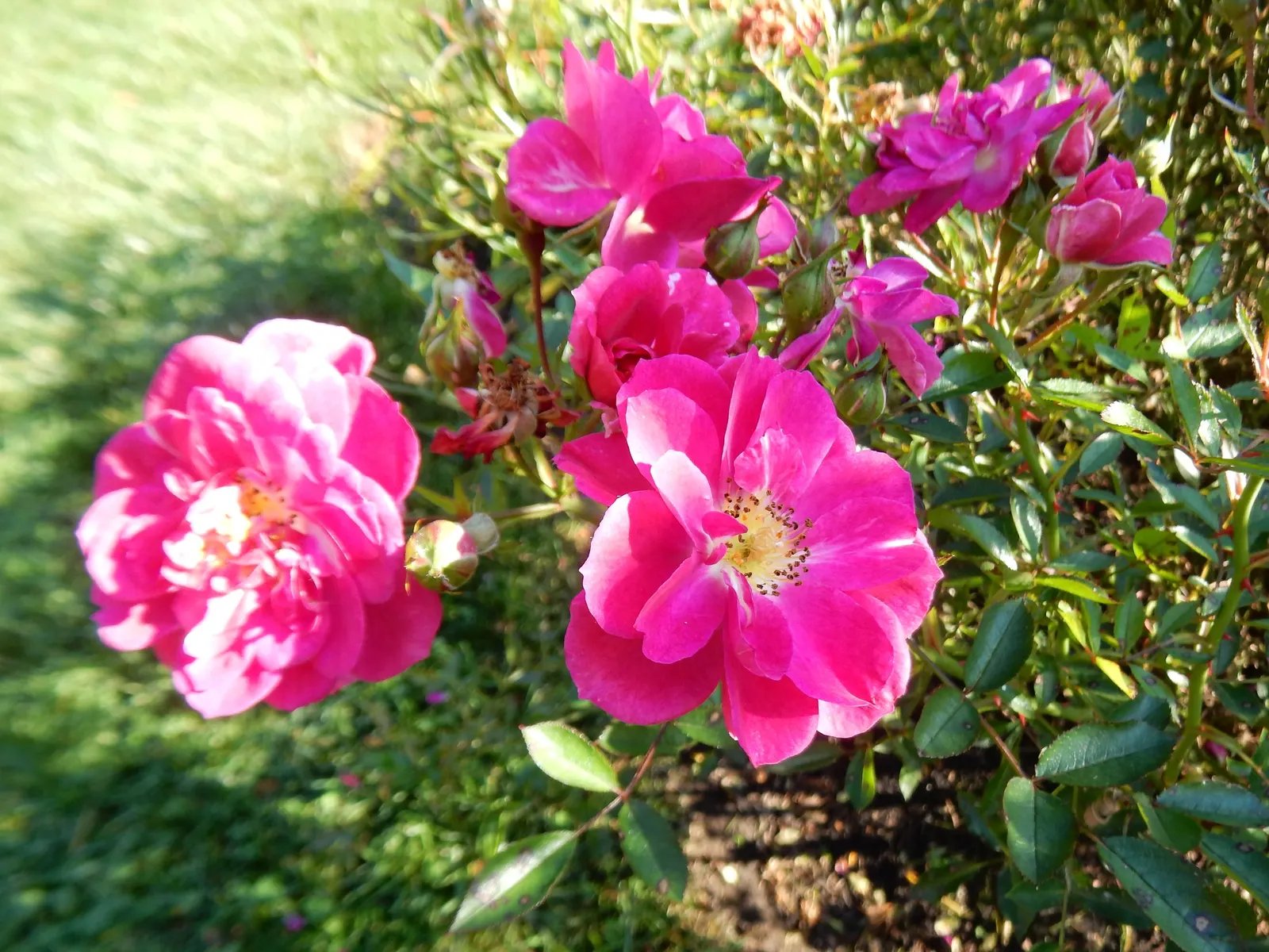 Purple Rose (Rosa 'Purple') — the Angel Face Rose is a superb addition to the cultivated landscape; and powdery mildew will help maintain its, image 71