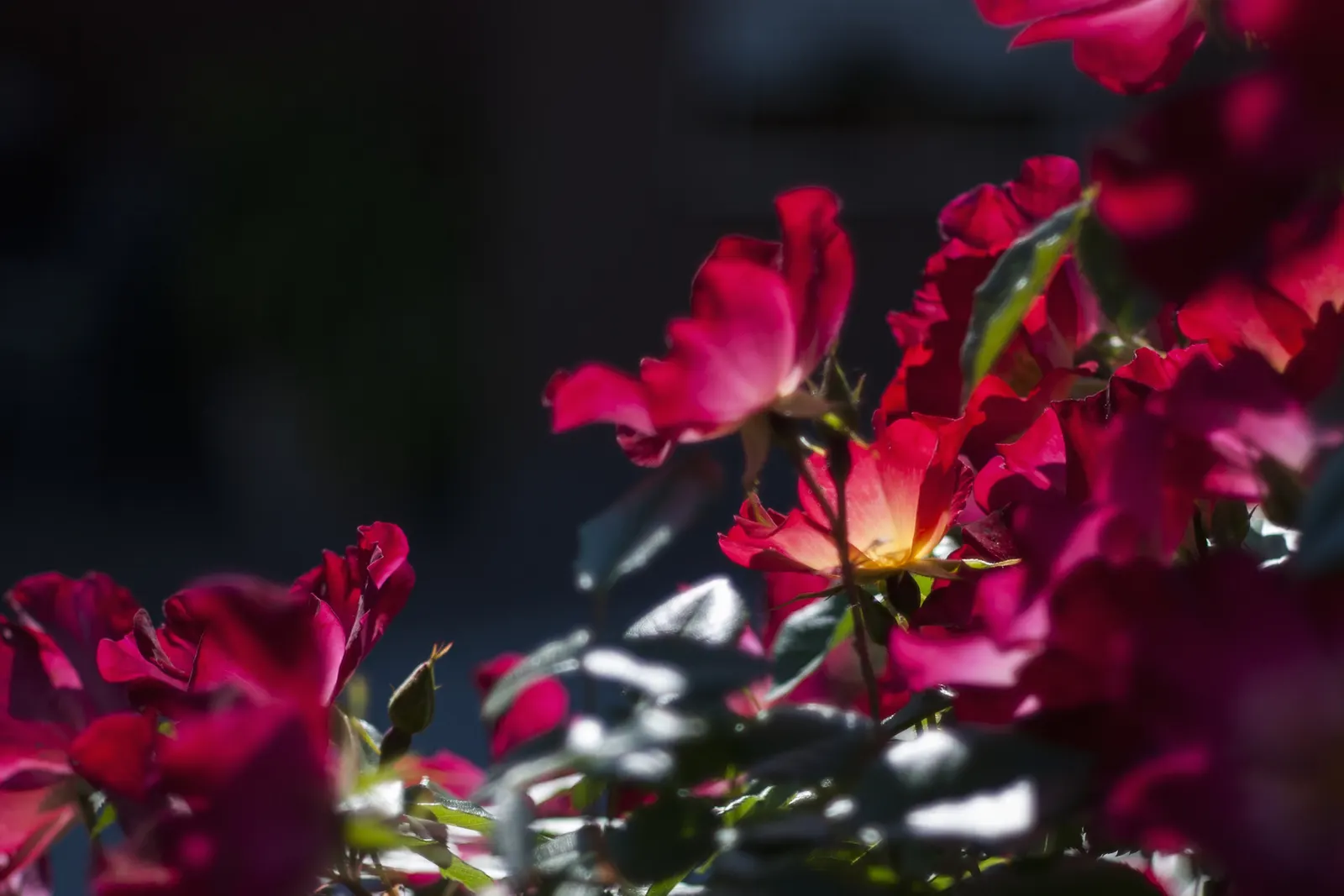 Purple Rose (Rosa 'Purple') — they thrive in well-drained loamy soils with a pH range from 5.6 to 6.5; is a captivating floribunda variety renowned for its