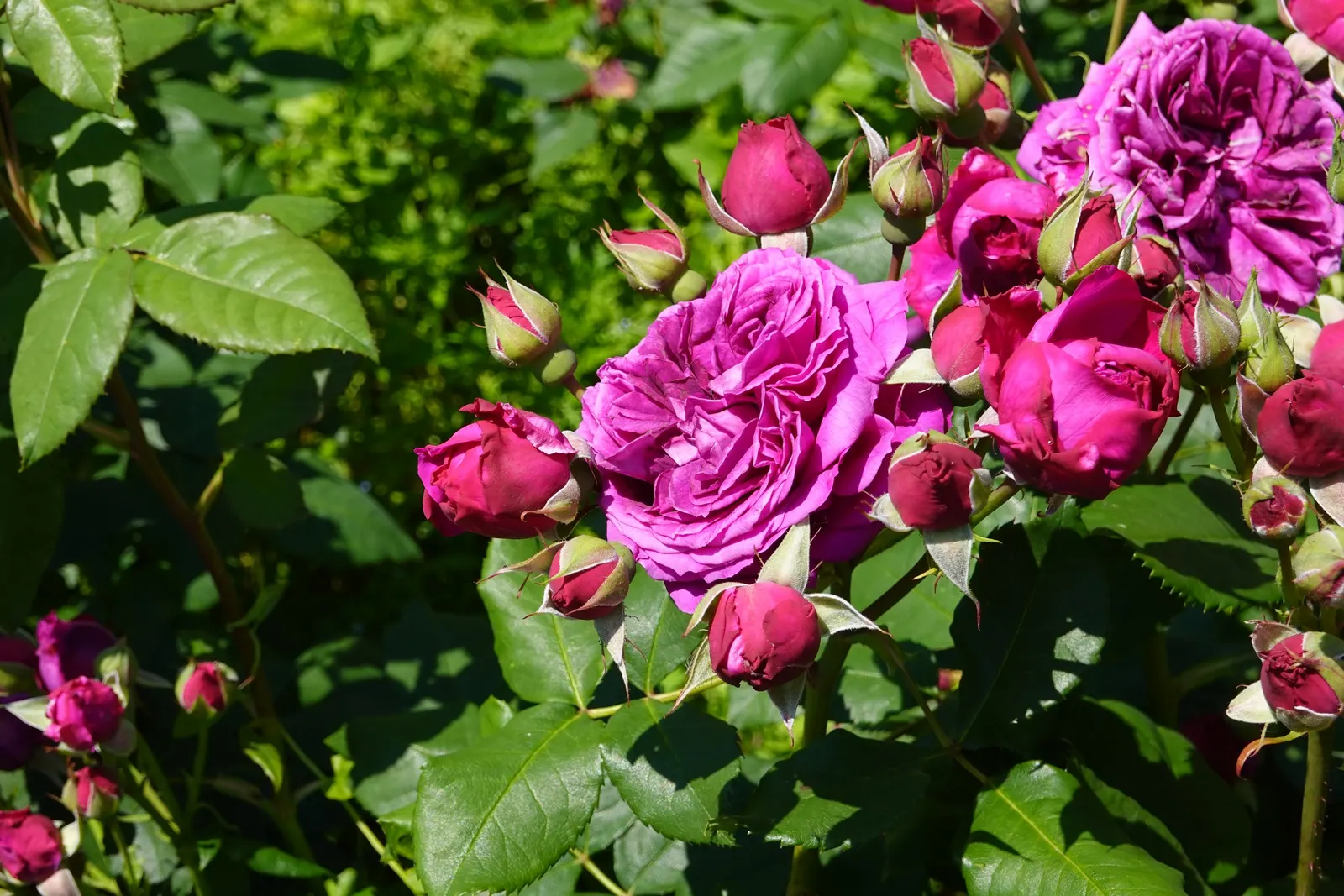 Purple Rose (Rosa 'Purple') — bushy habit makes them a fitting choice for residential landscapes; though in the colder end of this range, image 60