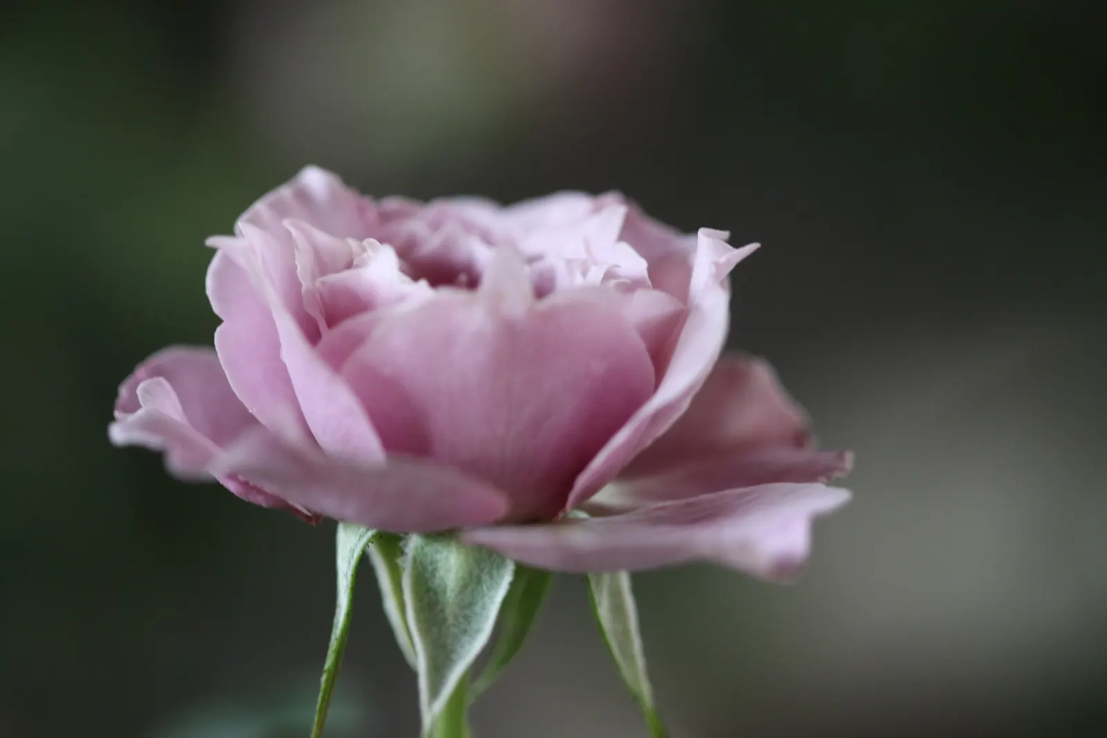 Purple Rose (Rosa 'Purple') — periodic inspections for common rose ailments such as rust