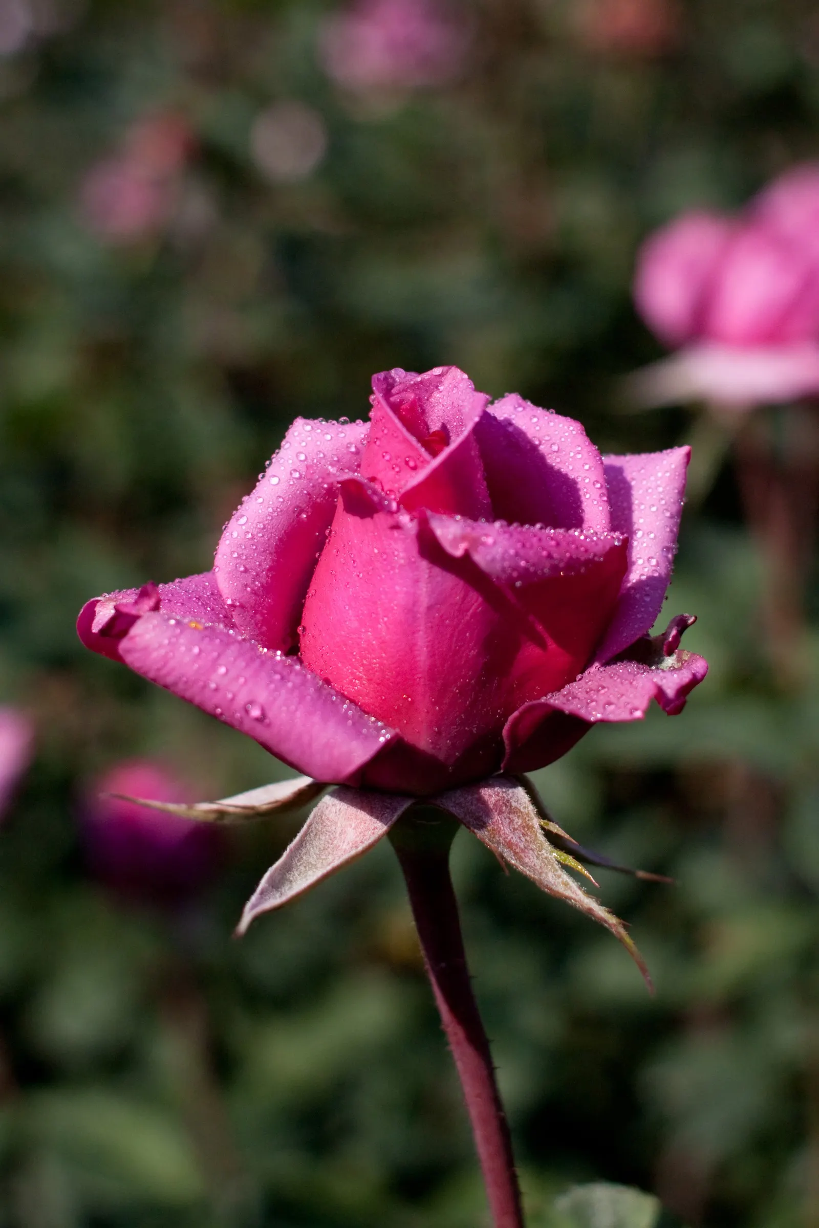 Purple Rose (Rosa 'Purple') — This compact shrub typically reaches 3-4 feet in height and width, thriving in USDA zones 5-9; regular deadheading, image 51