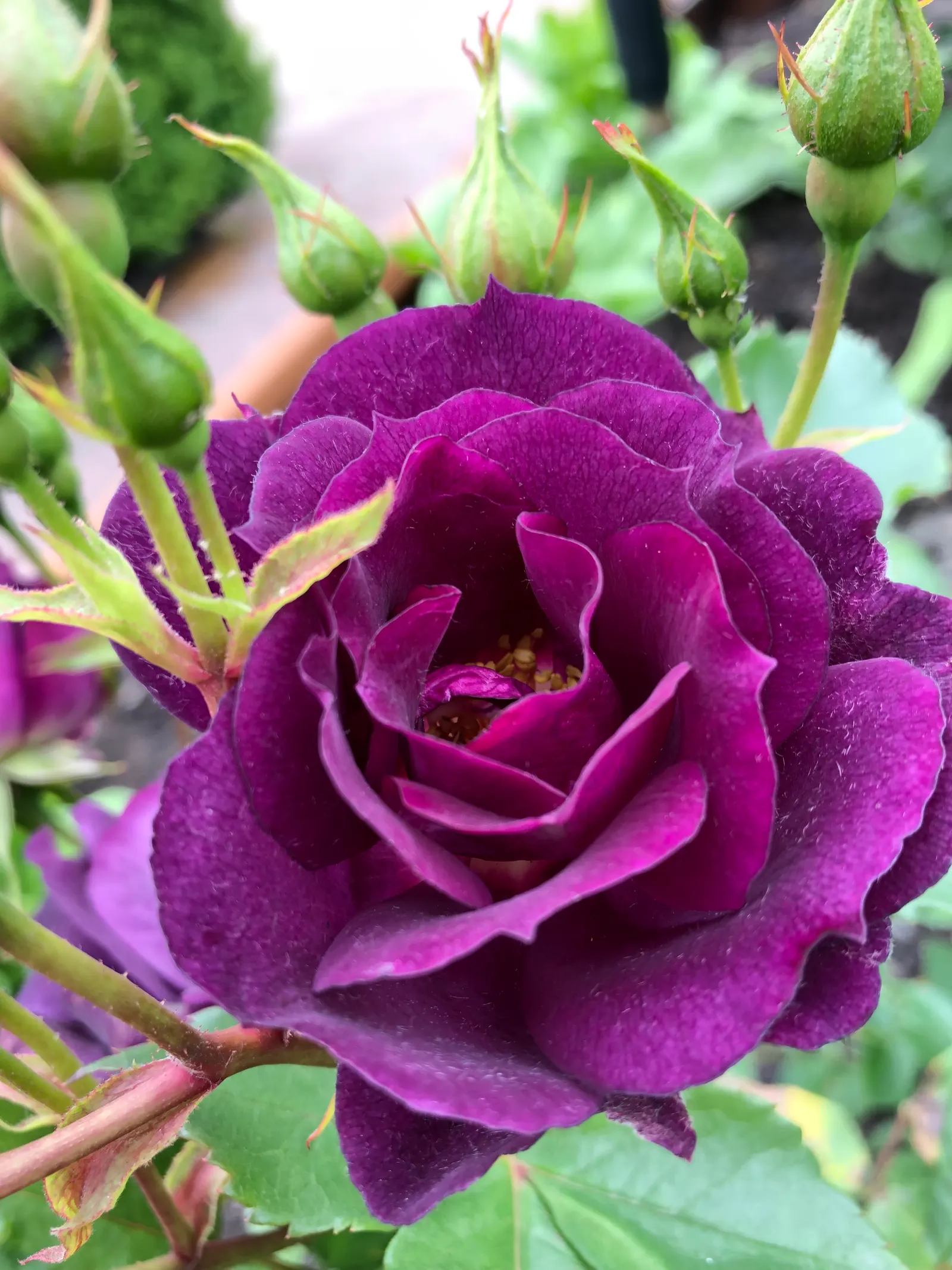 Purple Rose (Rosa 'Purple') — it's an excellent choice for mixed borders or as a fragrant specimen; periodic inspections for common rose ailments, image 78