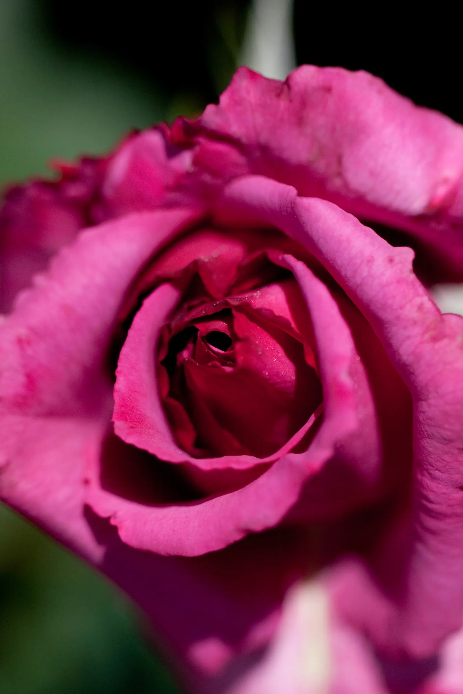 Purple Rose (Rosa 'Purple') — bushy habit makes them a fitting choice for residential landscapes; though in the colder end of this range, image 85