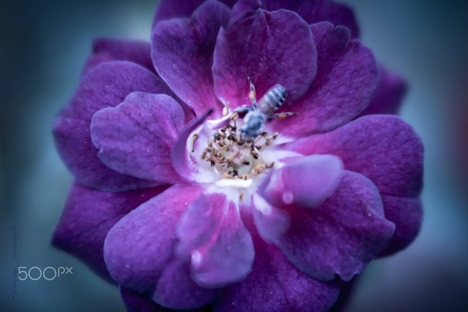 Purple Rose (Rosa 'Purple') — and powdery mildew will help maintain its health and vibrancy