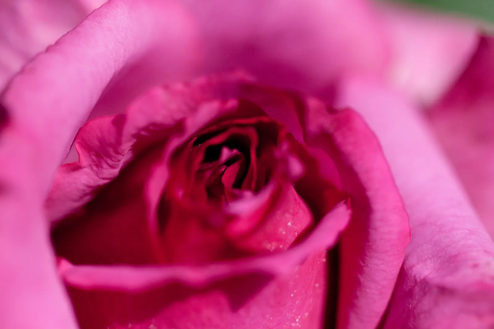 Purple Rose (Rosa 'Purple') — which encourages further blooming