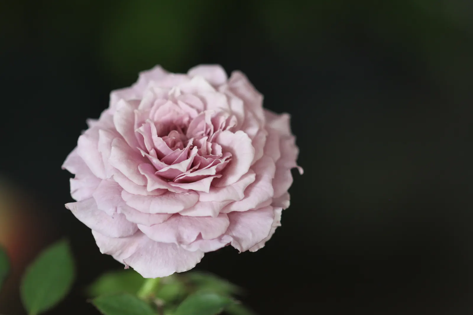 Purple Rose (Rosa 'Purple') — pink and purple flowers in the garden