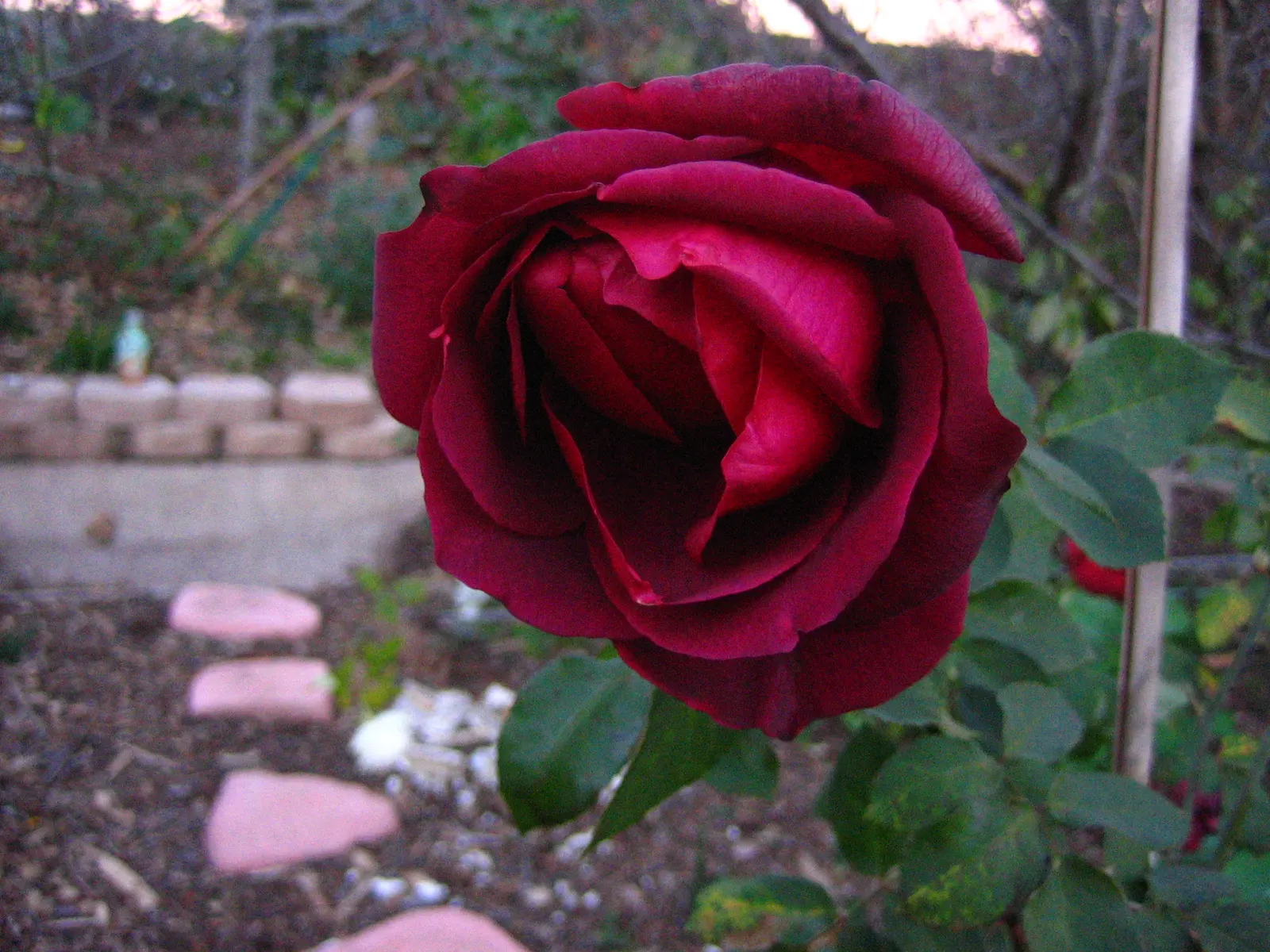 Purple Rose (Rosa 'Purple') — Regular watering is crucial, particularly during dry spells, to keep the soil evenly moist but not waterlogged