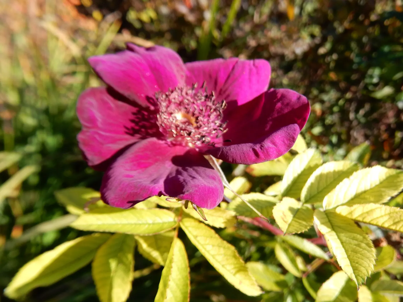 Purple Rose (Rosa 'Purple') — shrub with pink and purple blooms; which encourages further blooming, image 74