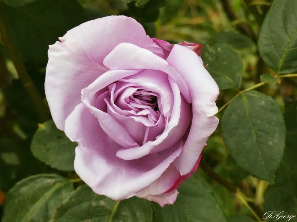 Purple Rose (Rosa 'Purple') — though in the colder end of this range