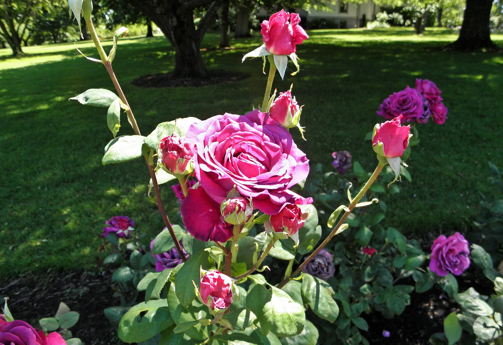 Purple Rose (Rosa 'Purple') — Regular watering is crucial, particularly during dry spells, to keep the soil evenly moist but not waterlogged, image 38