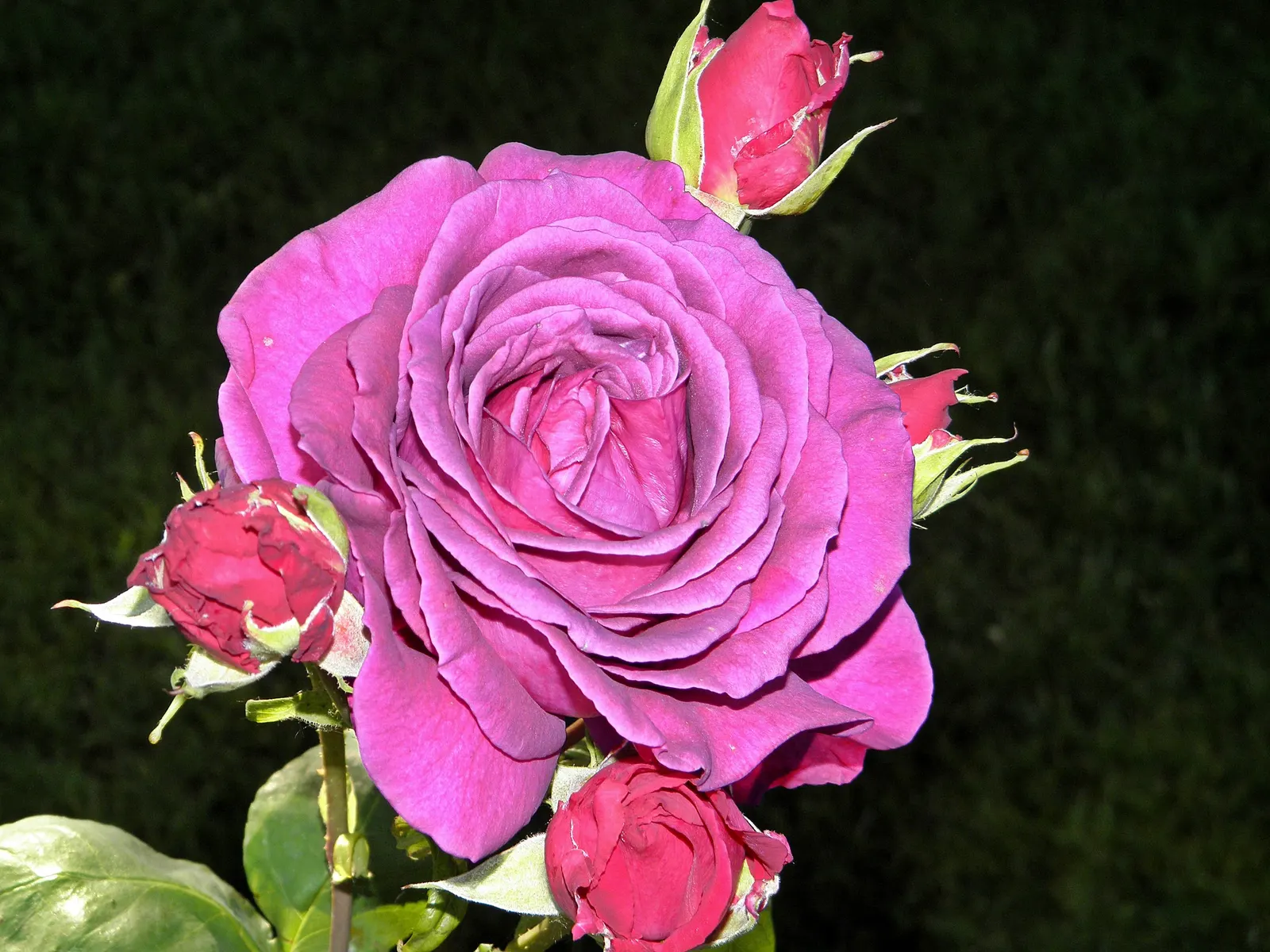 Purple Rose (Rosa 'Purple') — unfurls from pointed buds to reveal a cluster of 25 to 30 petals