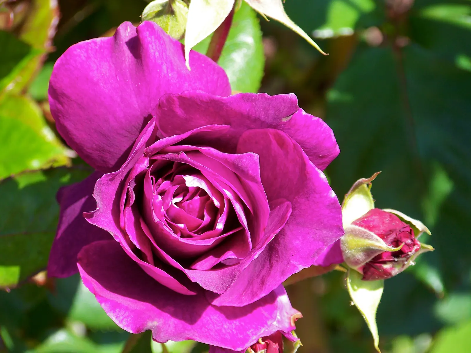 Purple Rose (Rosa 'Purple') — With a full sun preference and moderate watering needs; where space can be at a premium.<br><br>Preferring full sun, image 52