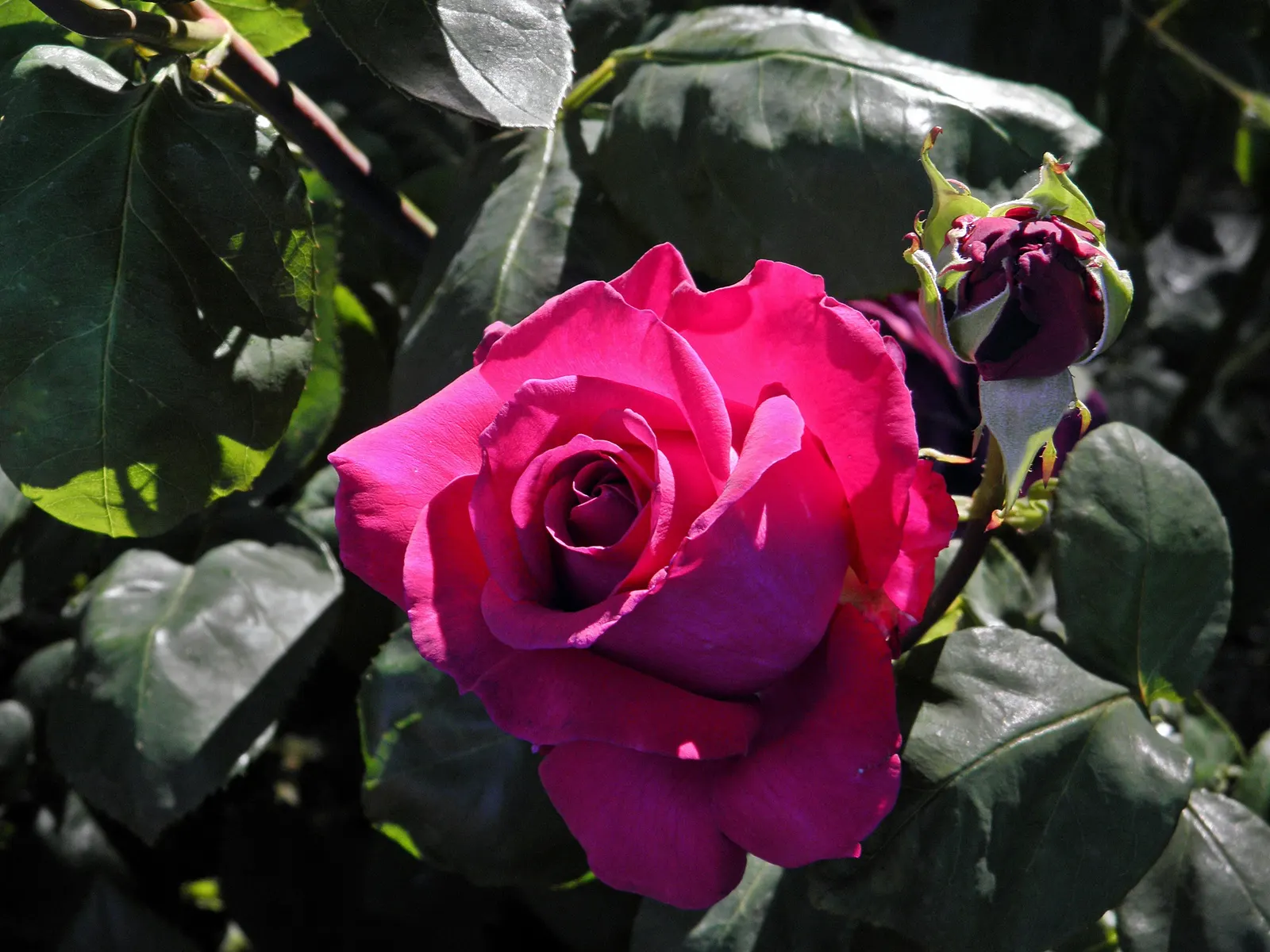 Purple Rose (Rosa 'Purple') — USDA hardiness for this variety spans zones 5 through 9; angel Face Roses create an alluring display when planted in groups or