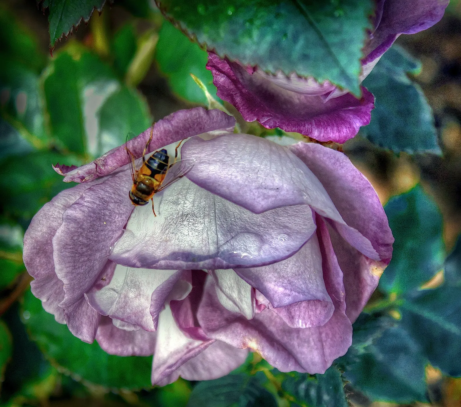 Purple Rose (Rosa 'Purple') — it's an excellent choice for mixed borders or as a fragrant specimen; periodic inspections for common rose ailments, image 53