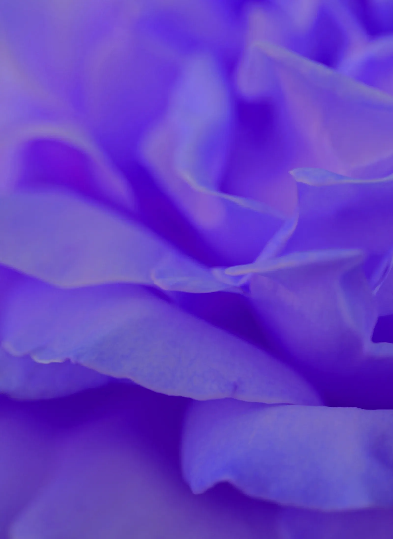 Purple Rose (Rosa 'Purple') — where space can be at a premium.<br><br>Preferring full sun exposure; shrub with pink and purple blooms, image 86
