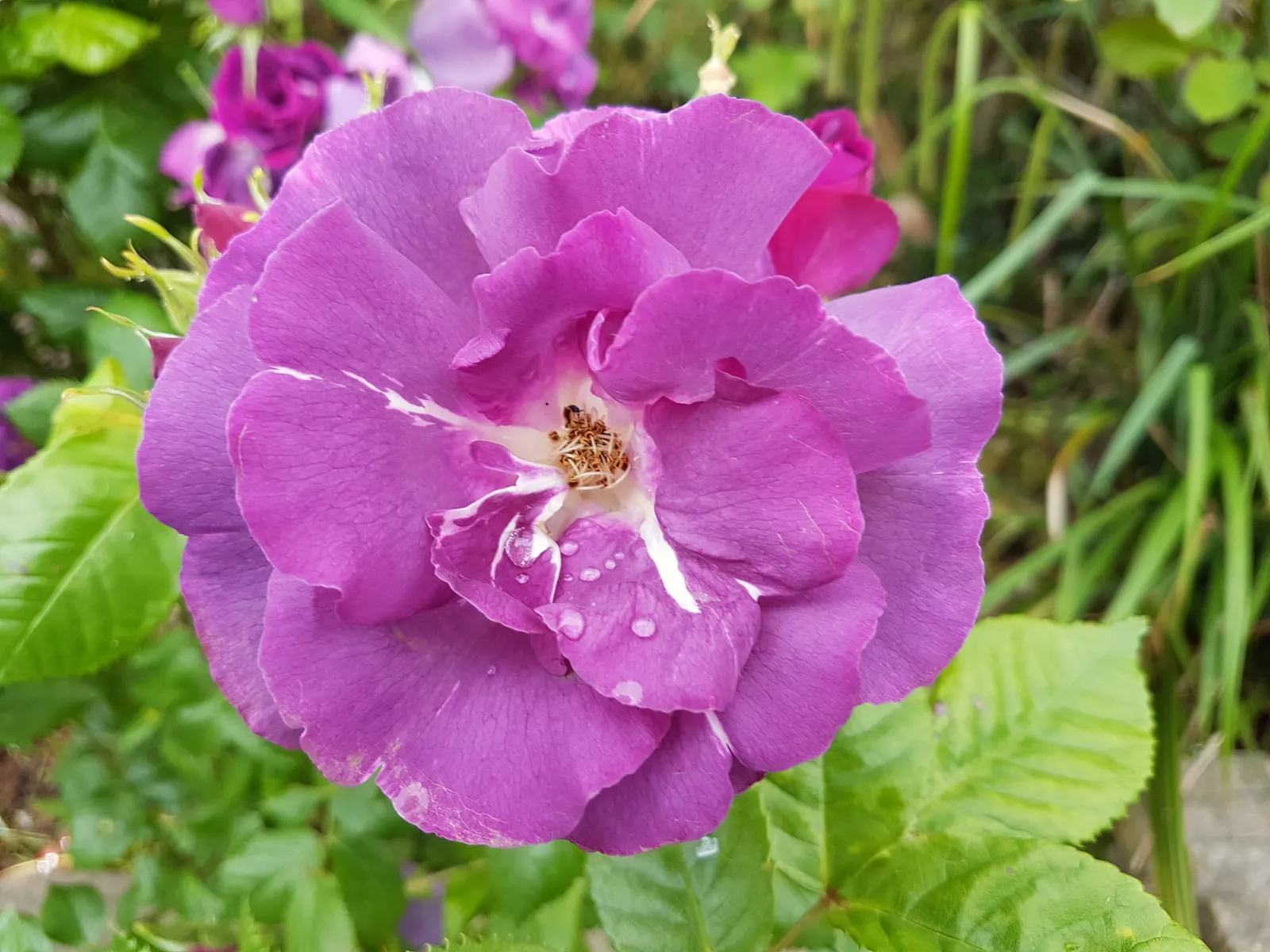 Purple Rose (Rosa 'Purple') — a practice known as deadheading; with its spectacular blooms and fragrance, image 64