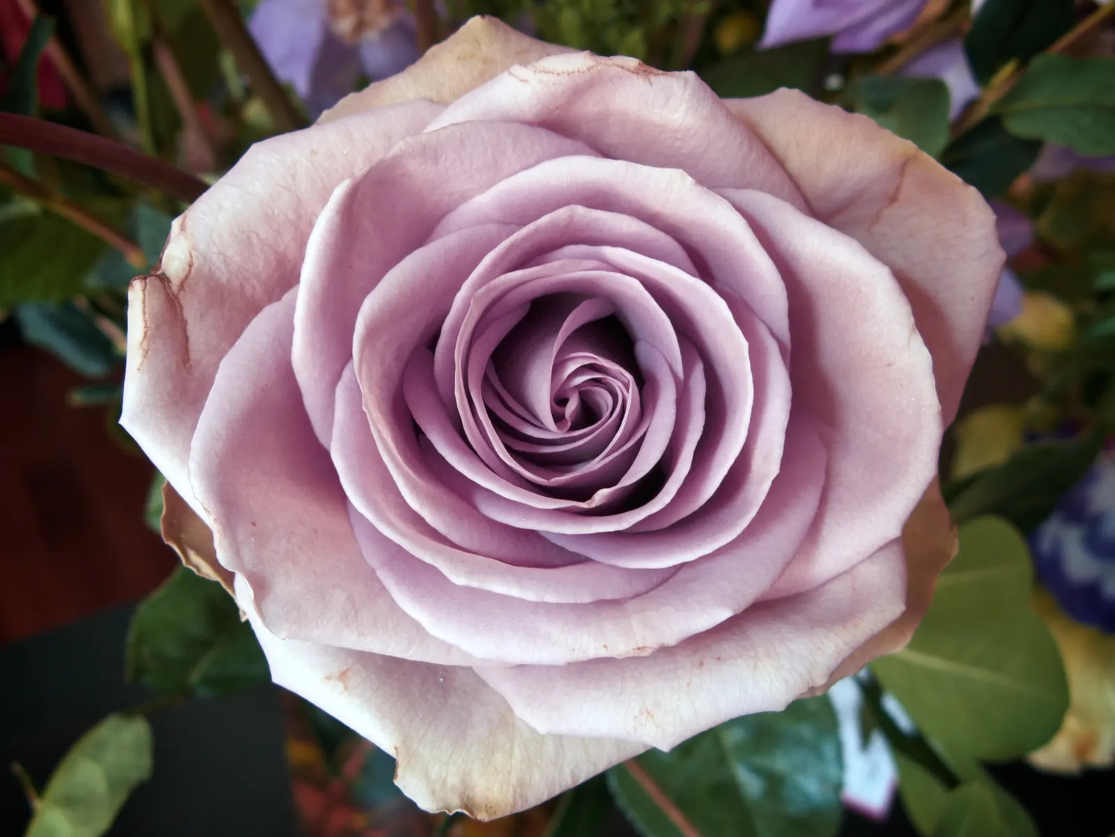 Purple Rose (Rosa 'Purple') — periodic inspections for common rose ailments such as rust; pink and purple flowers in the garden, image 68