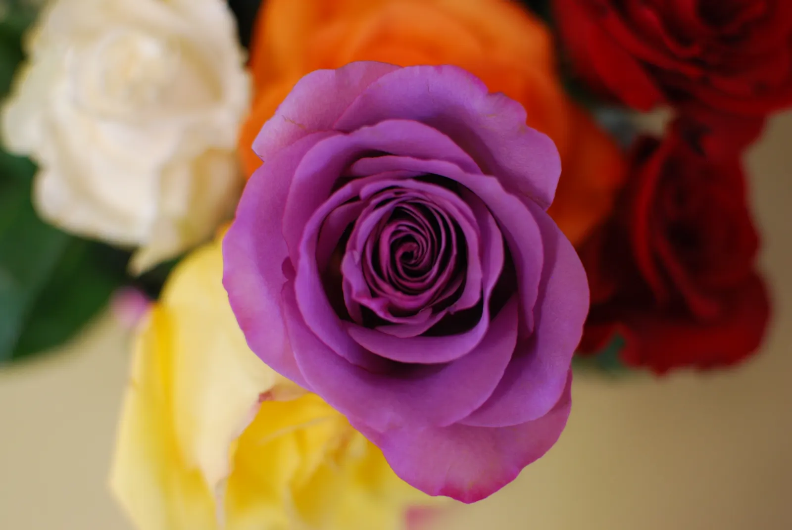 Purple Rose (Rosa 'Purple') — unfurls from pointed buds to reveal a cluster of 25 to 30 petals; it's an excellent choice for mixed borders or as a, image 83