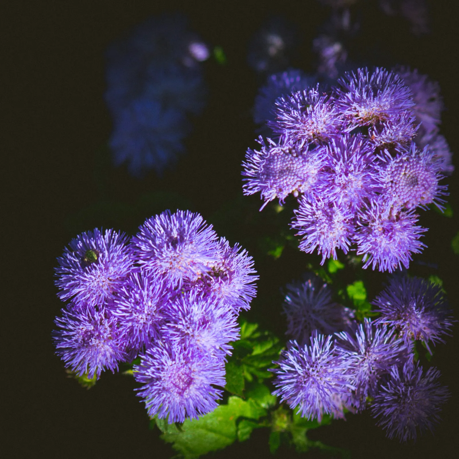 Purple Rose (Rosa 'Purple') — Regular deadheading promotes continuous blooming; shrub for full