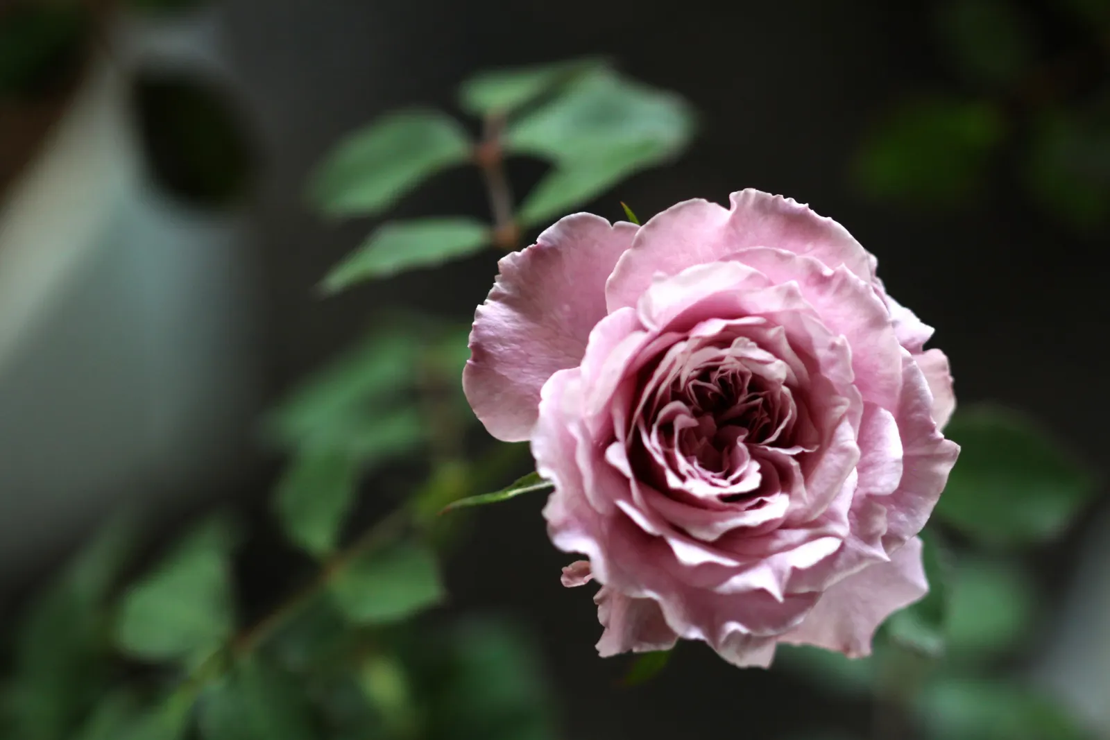 Purple Rose (Rosa 'Purple') — they thrive in well-drained loamy soils with a pH range from 5.6 to 6.5