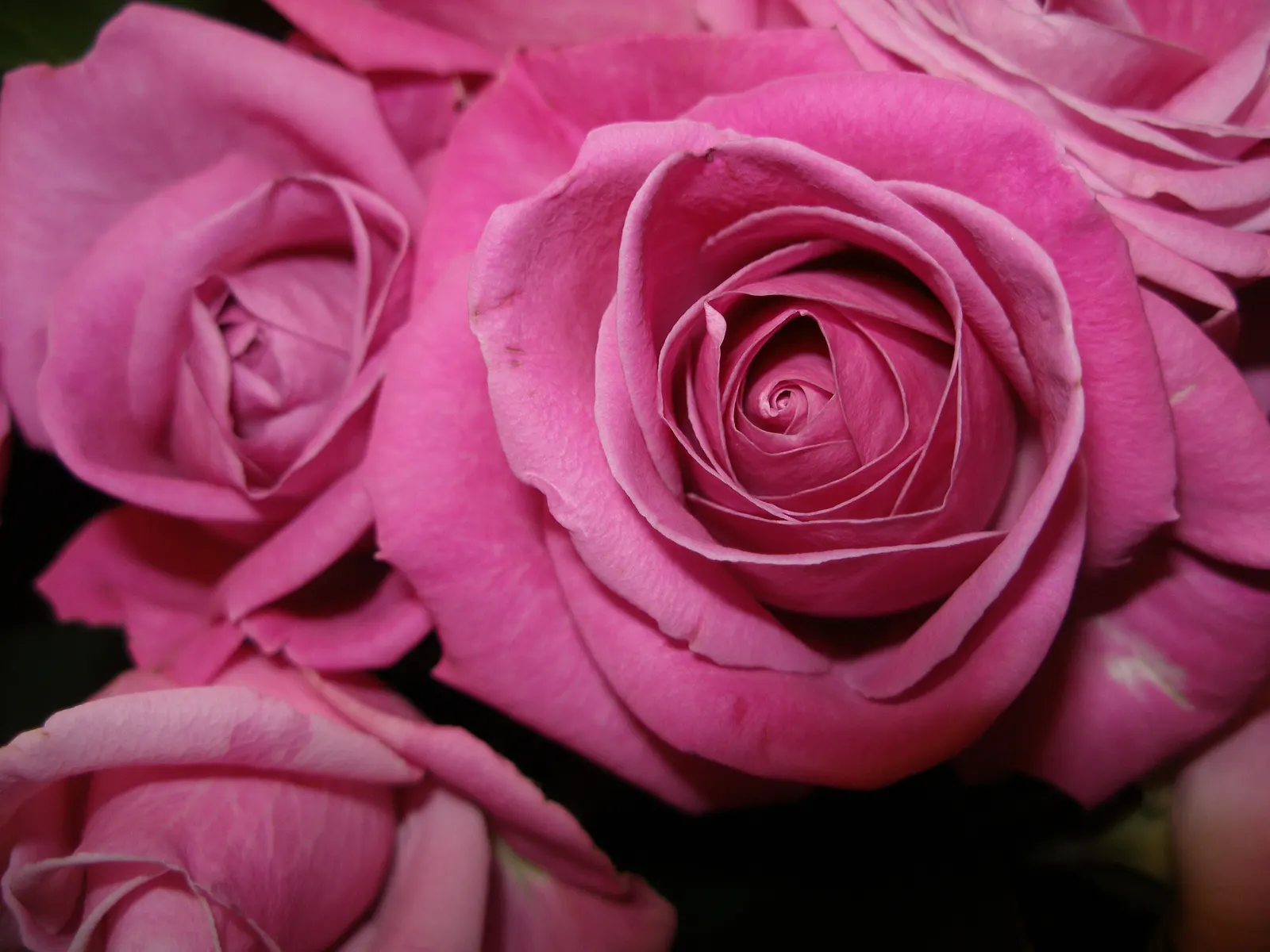 Purple Rose (Rosa 'Purple') — it's an excellent choice for mixed borders or as a fragrant specimen