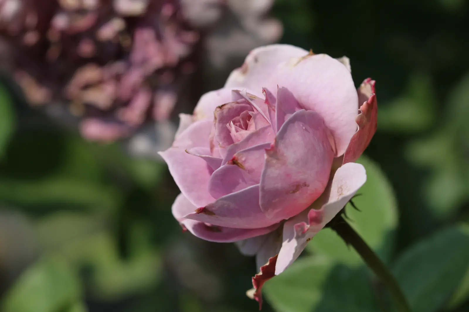 Purple Rose (Rosa 'Purple') — classified botanically as Rosa 'Angel Face'; typically around 3-4 inches in diameter, image 55