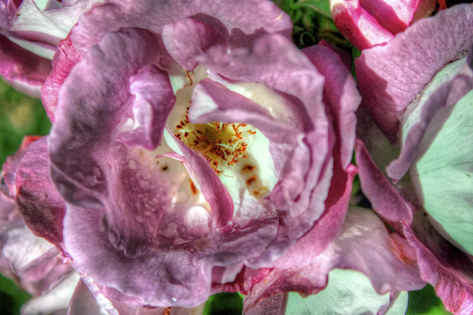 Purple Rose (Rosa 'Purple') — and powdery mildew will help maintain its health and vibrancy; classified botanically as Rosa 'Angel Face', image 69