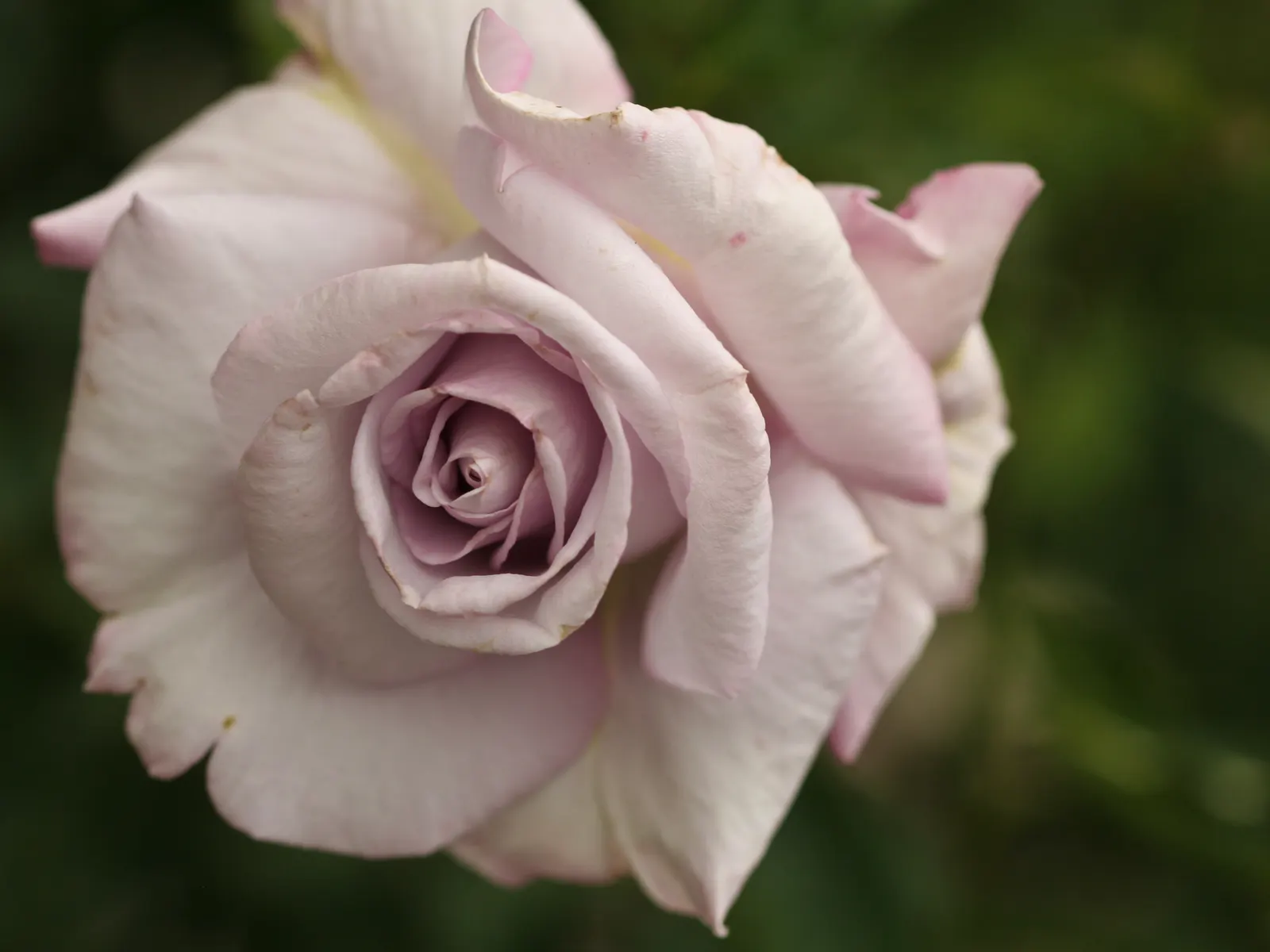 Purple Rose (Rosa 'Purple') — it's an excellent choice for mixed borders or as a fragrant specimen; periodic inspections for common rose ailments such as rust