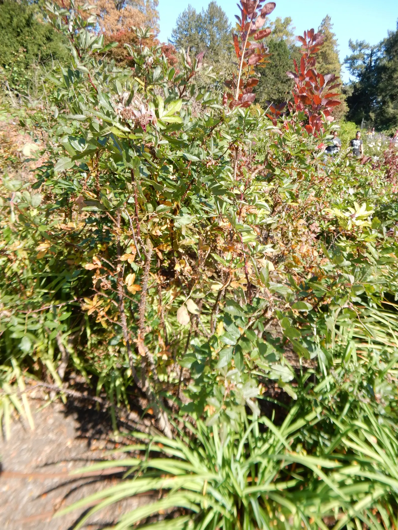 Purple Rose (Rosa 'Purple') — is a captivating floribunda variety renowned for its unique color and fragrance; a practice known as deadheading, image 81