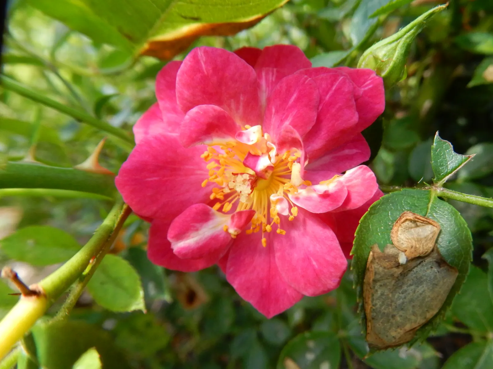 Purple Rose (Rosa 'Purple') — Angel Face Roses create an alluring display when planted in groups or used as border plants; bushy habit makes them a, image 84