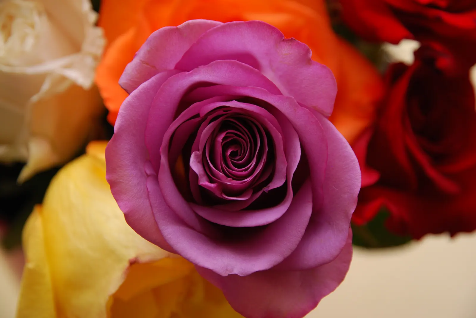 Purple Rose (Rosa 'Purple') — shrub for full; destined to become a treasured aspect of any client's garden, image 75