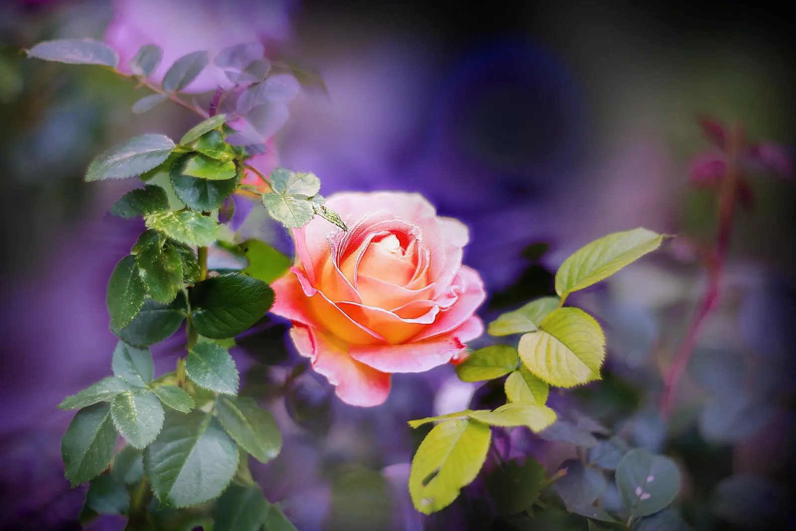 Purple Rose (Rosa 'Purple') — shrub for full
