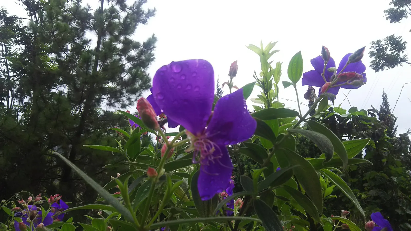 Purple Rose (Rosa 'Purple') — typically around 3-4 inches in diameter; the Angel Face Rose is a superb addition to the cultivated landscape, image 57