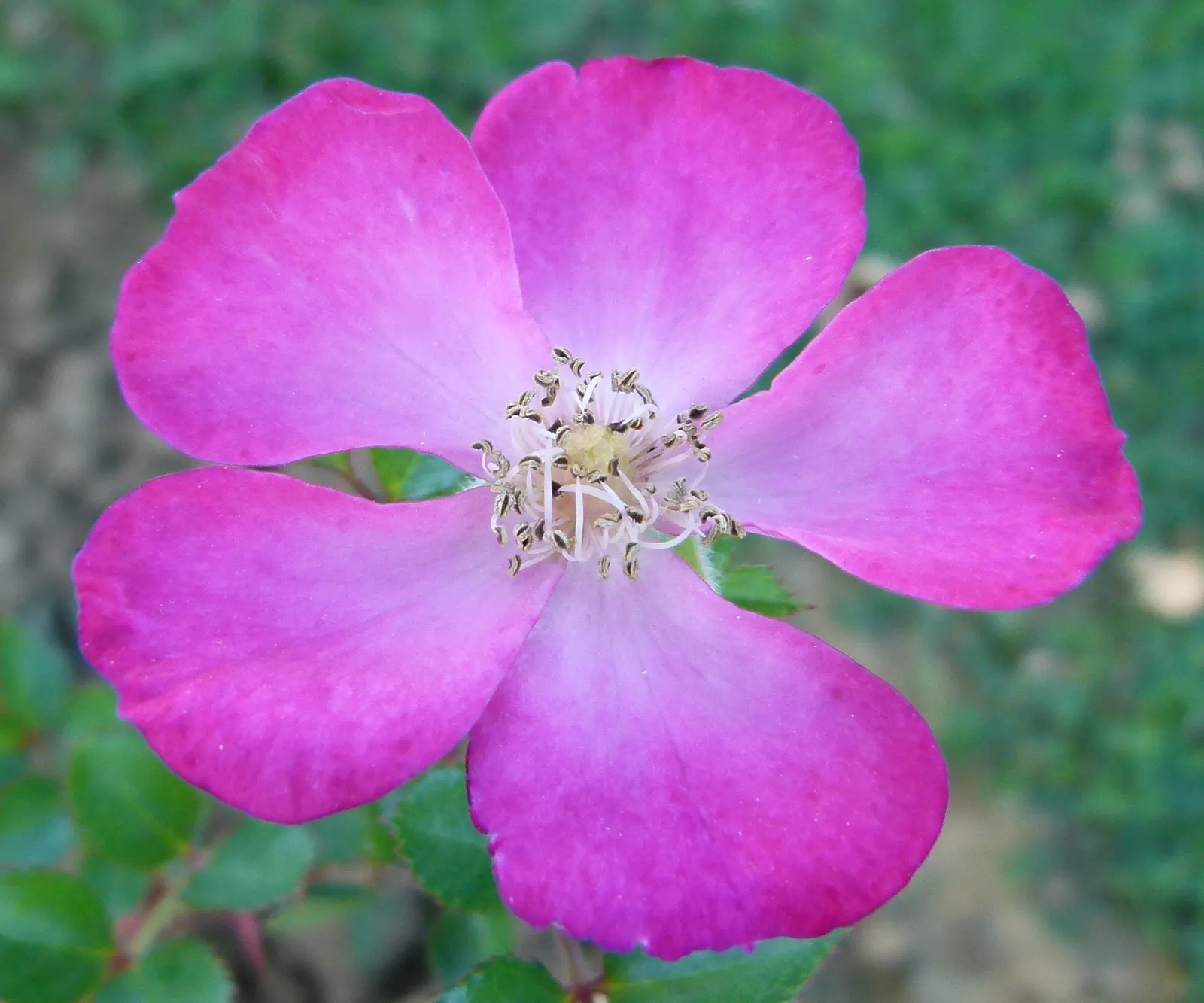 Purple Rose (Rosa 'Purple') — which encourages further blooming; with a full sun preference and moderate watering needs