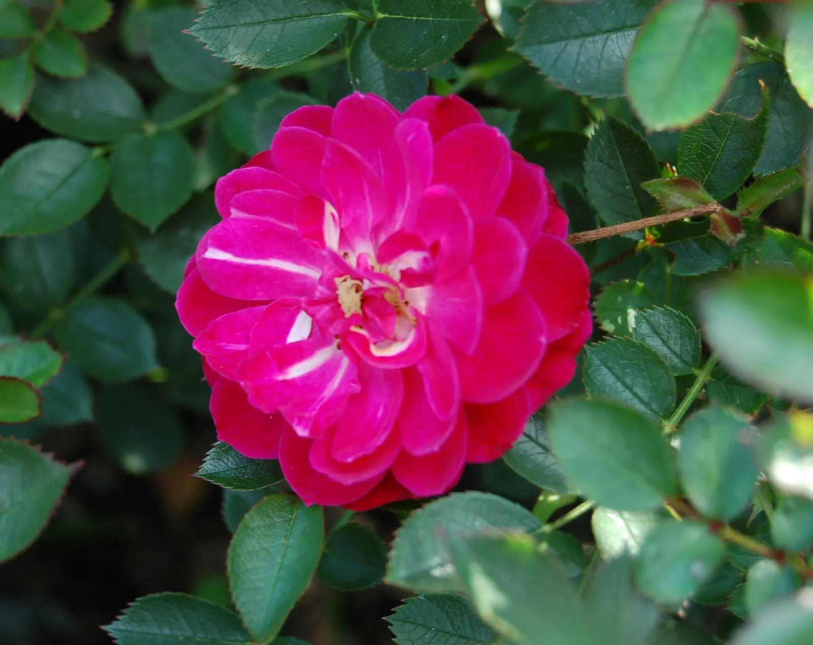 Purple Rose (Rosa 'Purple') — where space can be at a premium.<br><br>Preferring full sun exposure; shrub with pink and purple blooms
