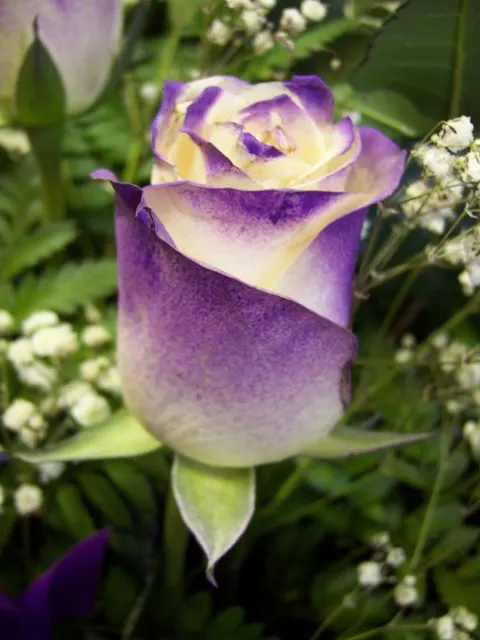 Purple Rose (Rosa 'Purple') — This compact shrub typically reaches 3-4 feet in height and width, thriving in USDA zones 5-9; regular deadheading, image 76