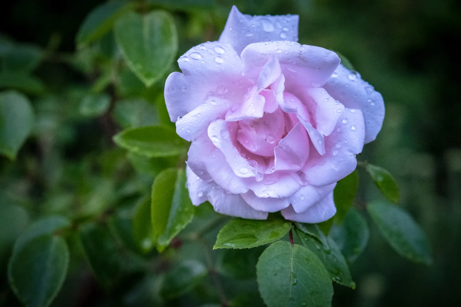 Purple Rose (Rosa 'Purple') — is a captivating floribunda variety renowned for its unique color and fragrance; a practice known as deadheading, image 56
