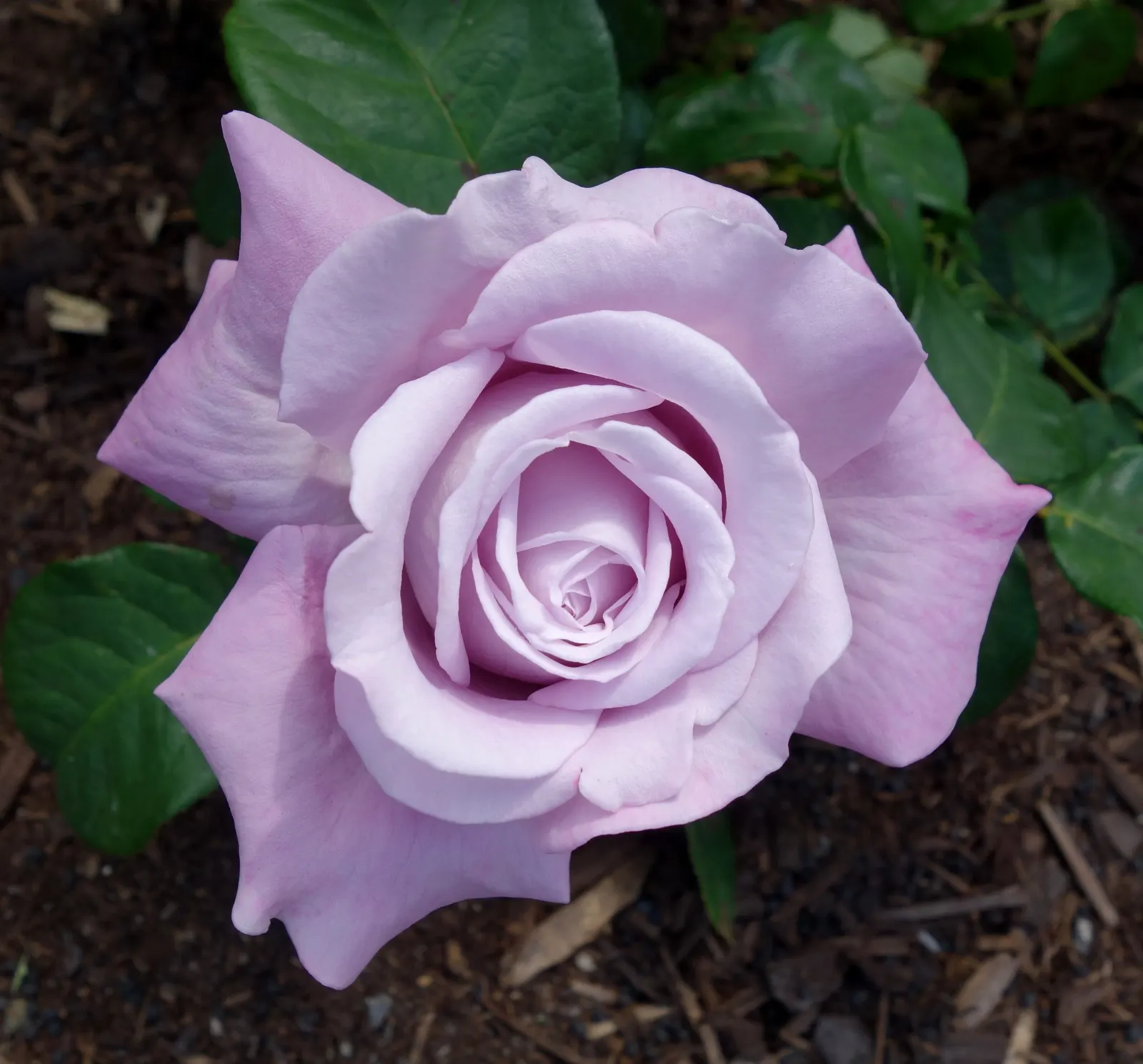 Purple Rose (Rosa 'Purple') — typically around 3-4 inches in diameter; the Angel Face Rose is a superb addition to the cultivated landscape