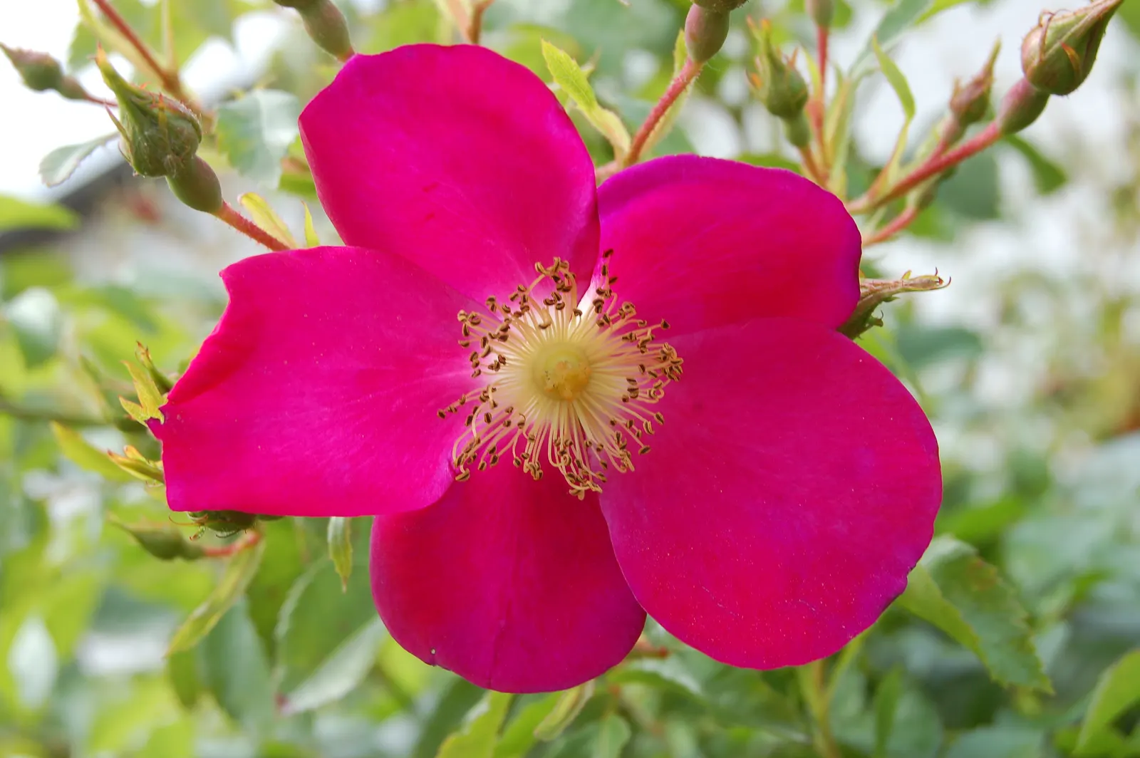 Purple Rose (Rosa 'Purple') — bushy habit makes them a fitting choice for residential landscapes