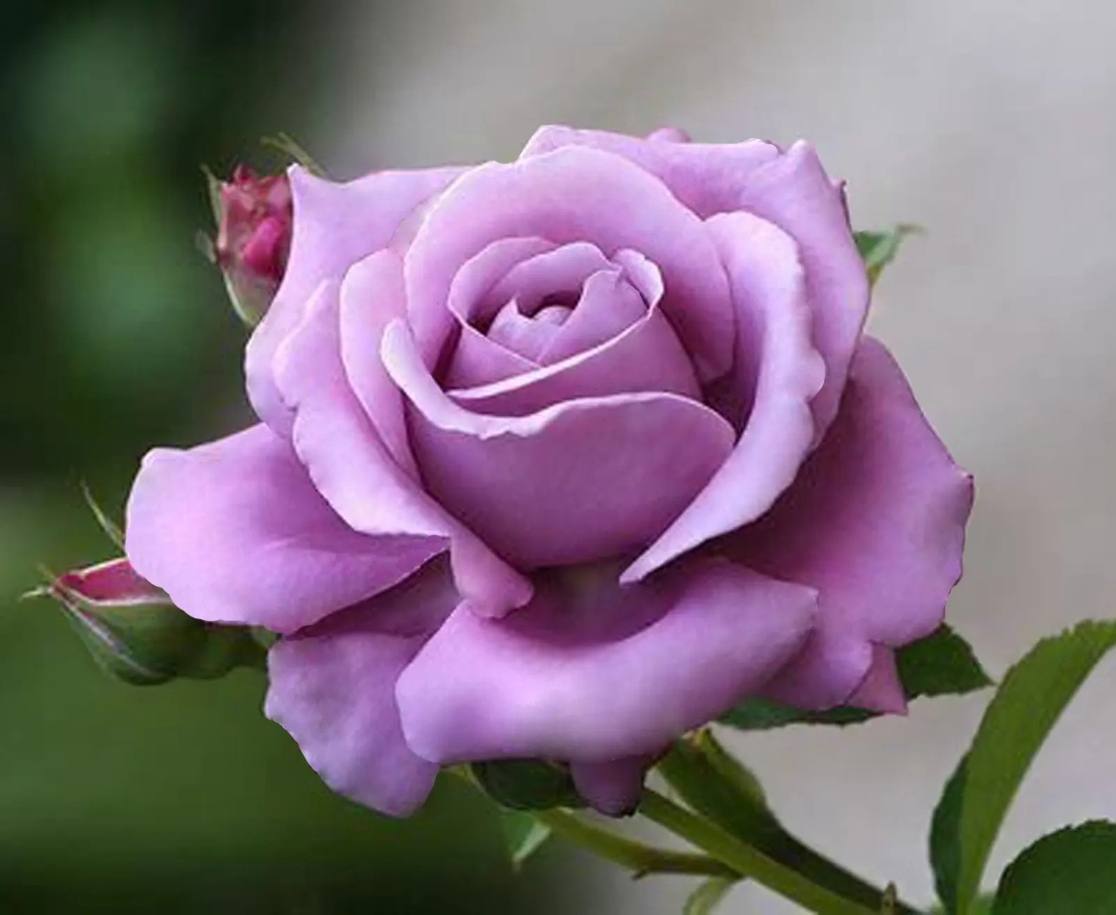 Purple Rose (Rosa 'Purple') — destined to become a treasured aspect of any client's garden; this compact shrub typically reaches 3-4 feet in height, image 72