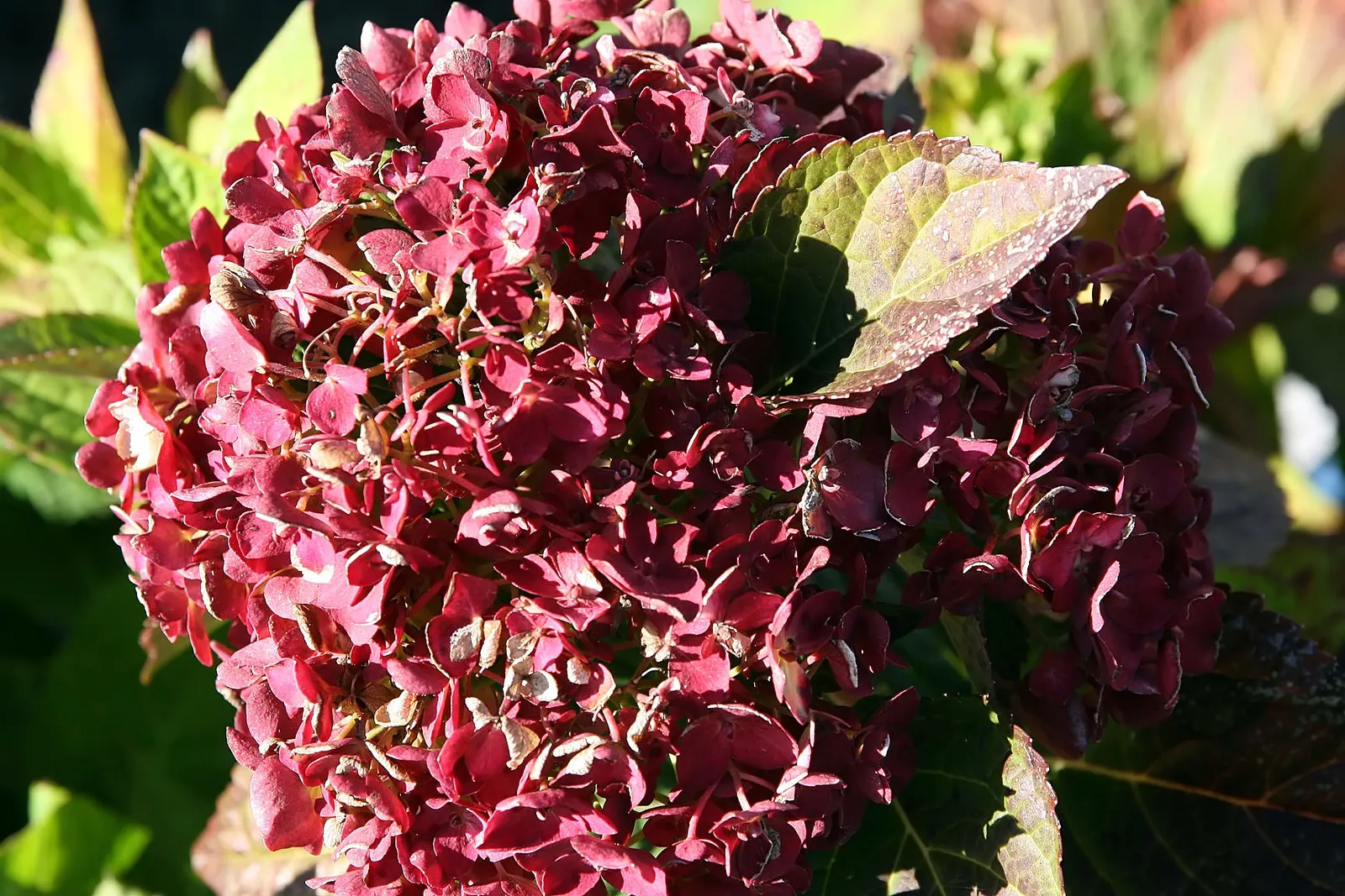 Blushing Bride Hydrangea (Hydrangea Macrophylla 'Blushing Bride') — The 'Blushing Bride' Hydrangea features abundant white blooms that mature to soft pink