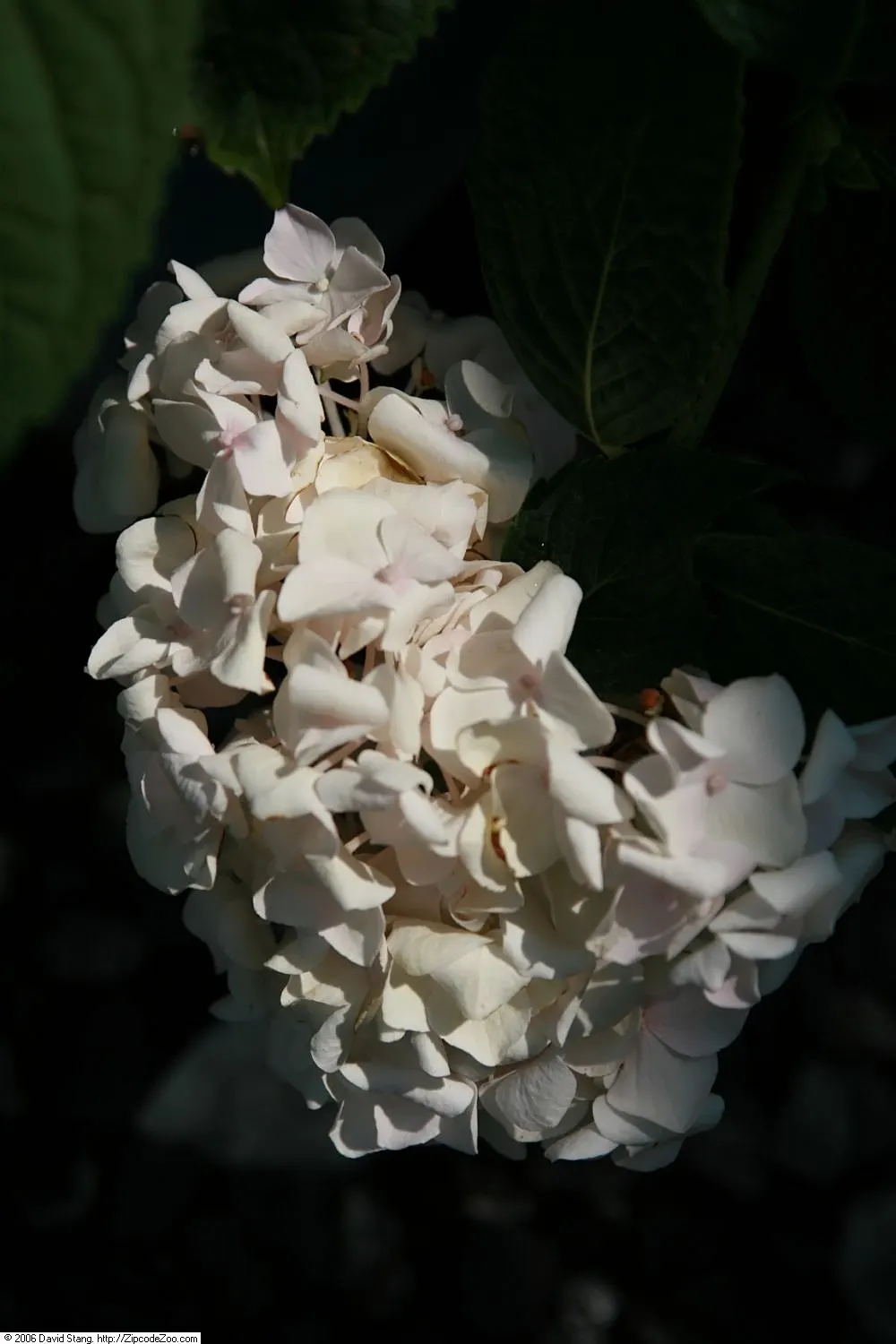 Blushing Bride Hydrangea (Hydrangea Macrophylla 'Blushing Bride') — round clusters of flowers that bloom from late spring to early fall