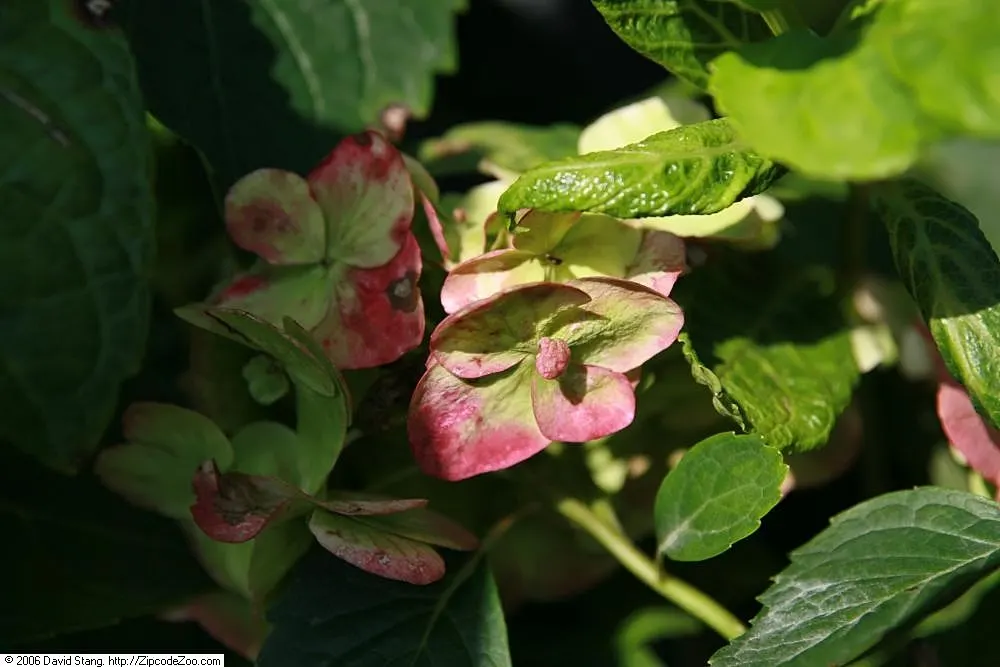 Blushing Bride Hydrangea (Hydrangea Macrophylla 'Blushing Bride') — As a cultivar of Hydrangea macrophylla, it thrives in partial shade and well-drained, moist