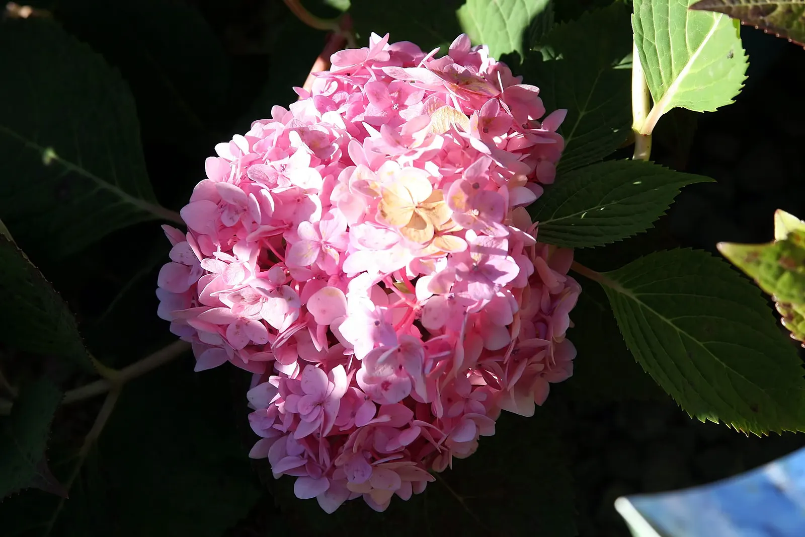 Blushing Bride Hydrangea (Hydrangea Macrophylla 'Blushing Bride') — This perennial exhibits a rounded growth of up to 6 feet tall and wide, ideal for borders