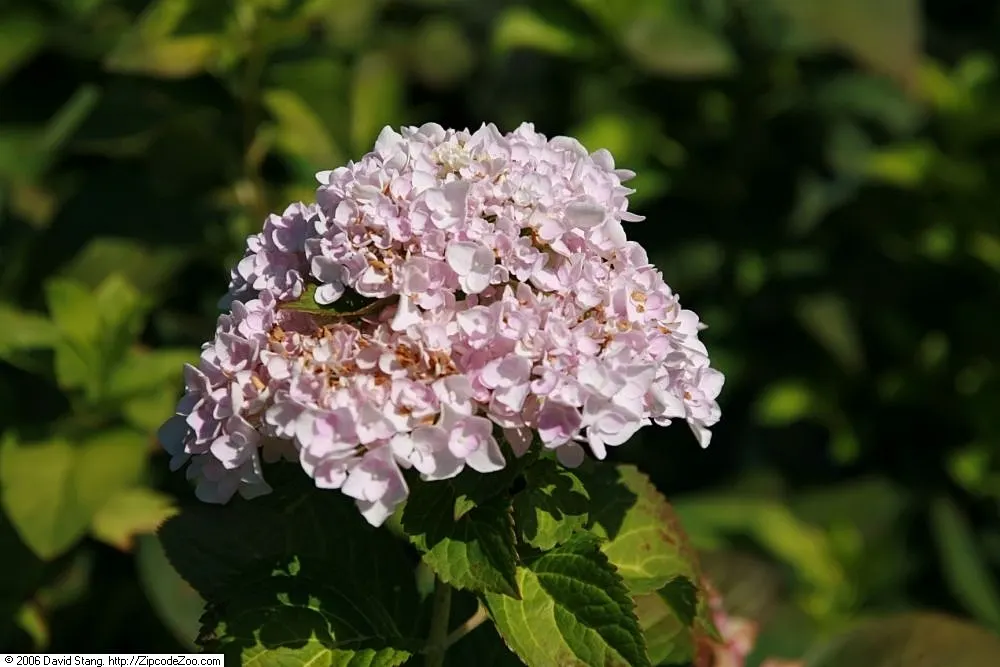 Blushing Bride Hydrangea (Hydrangea Macrophylla 'Blushing Bride') — The Hydrangea macrophylla 'Blushing Bride' is a captivating addition to any landscape