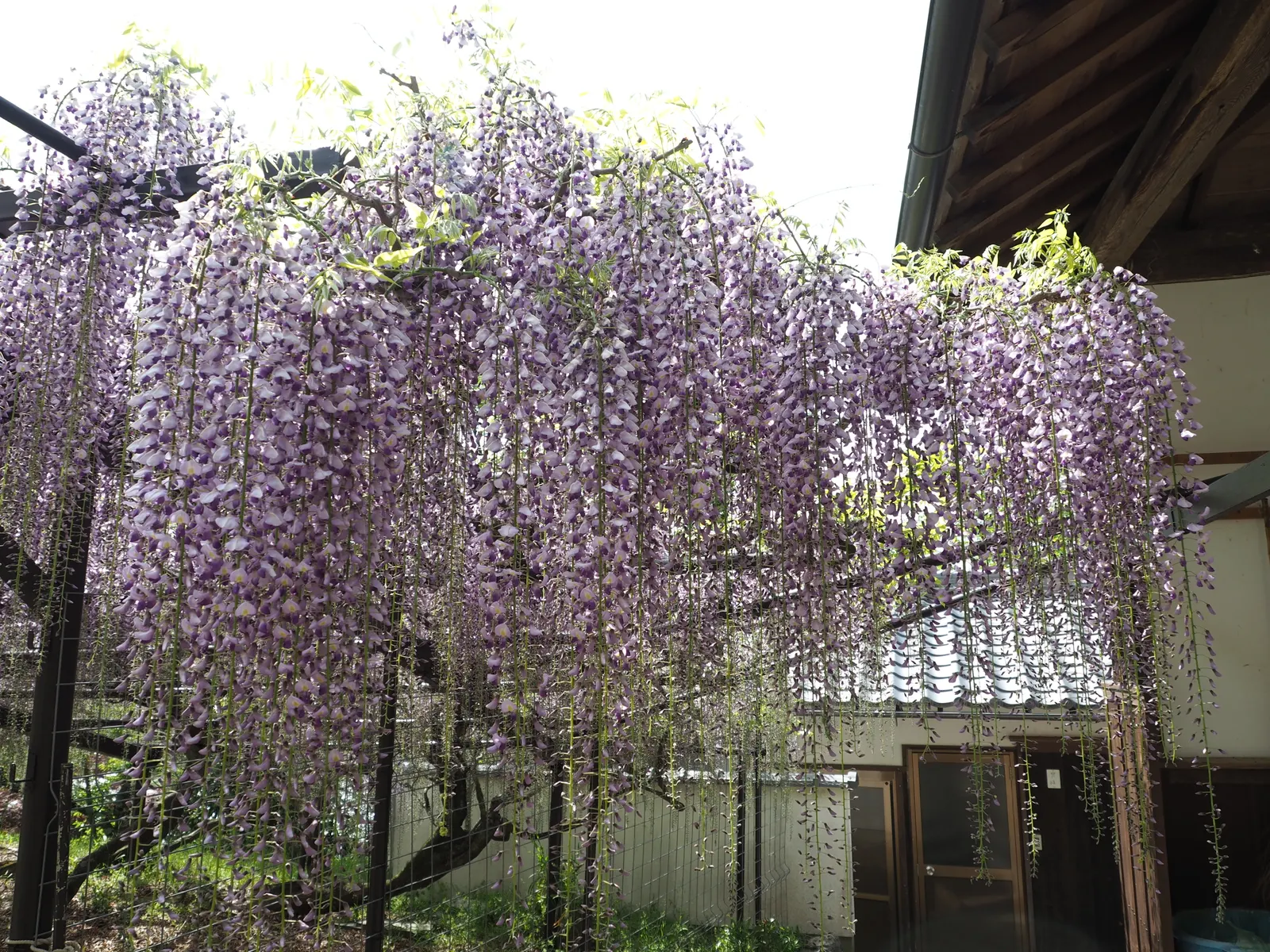 Japanese Wisteria (Wisteria Floribunda) — as the Japanese Wisteria can endure in USDA zones 4 through 9; it is essential to consider its robust, image 70