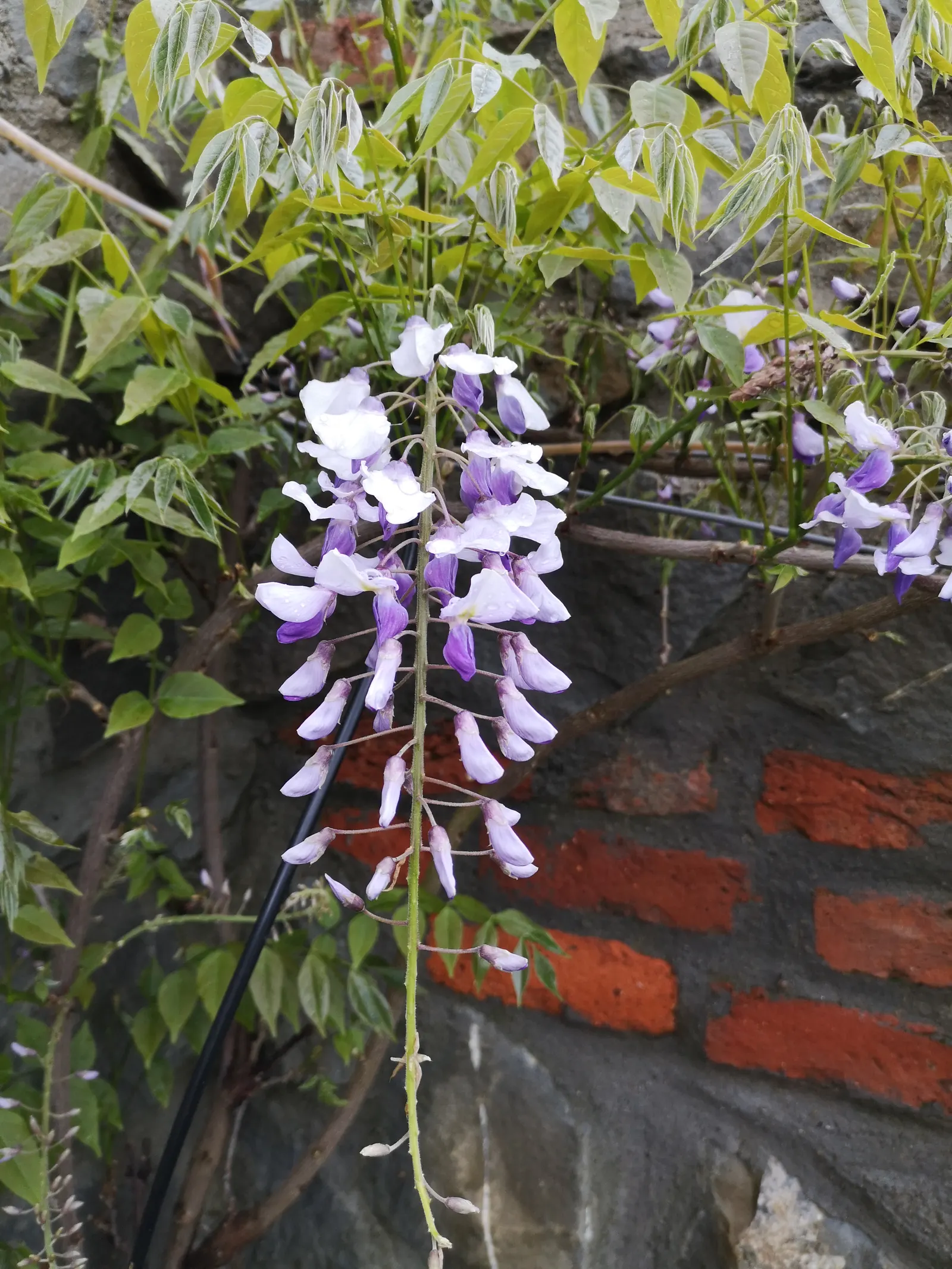 Japanese Wisteria (Wisteria Floribunda) — This plant prefers full sun to partial shade and thrives in well-drained, fertile soil; these pendulous, image 95