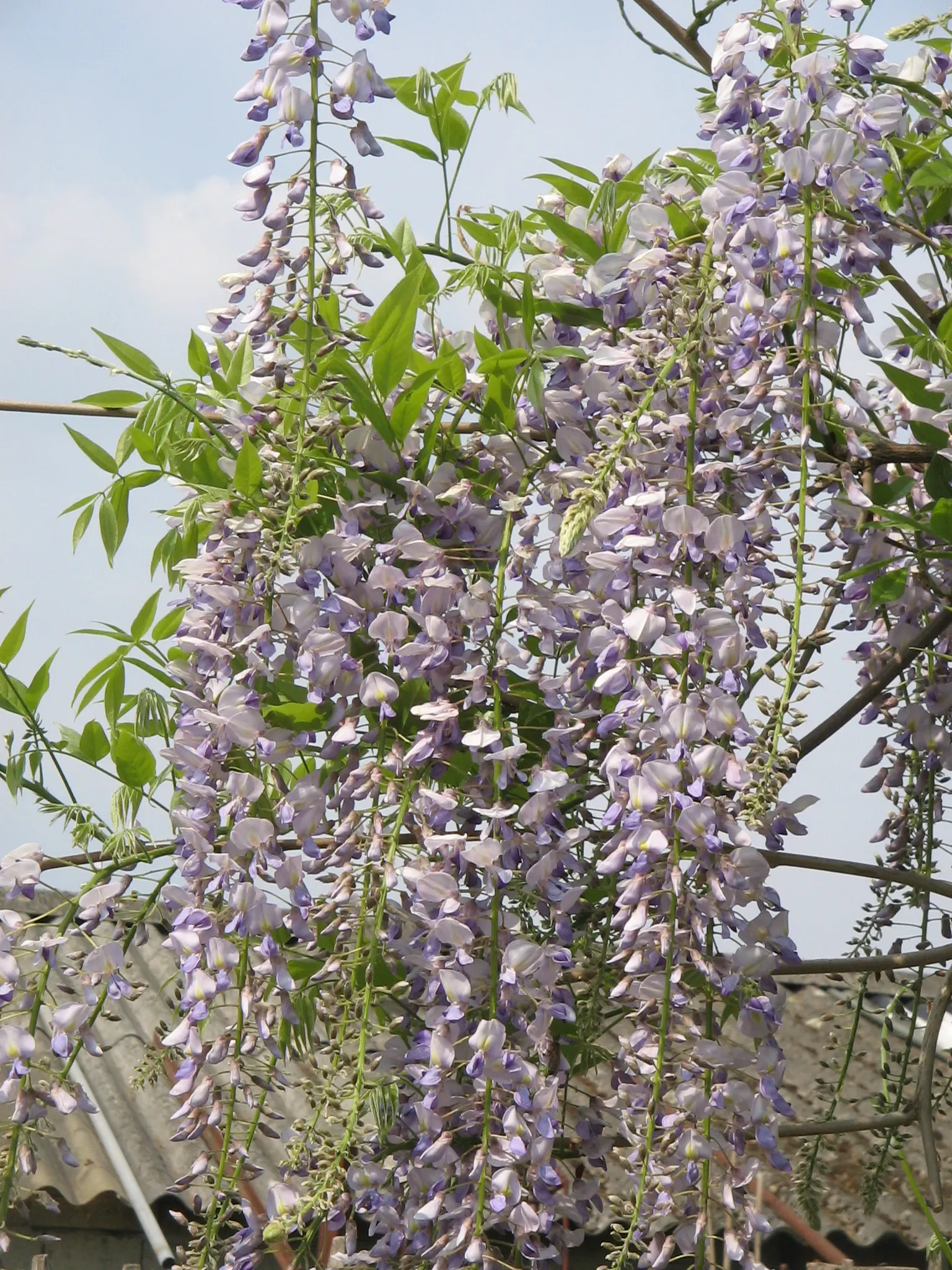 Japanese Wisteria (Wisteria Floribunda) — as the Japanese Wisteria can endure in USDA zones 4 through 9; it is essential to consider its robust, image 96